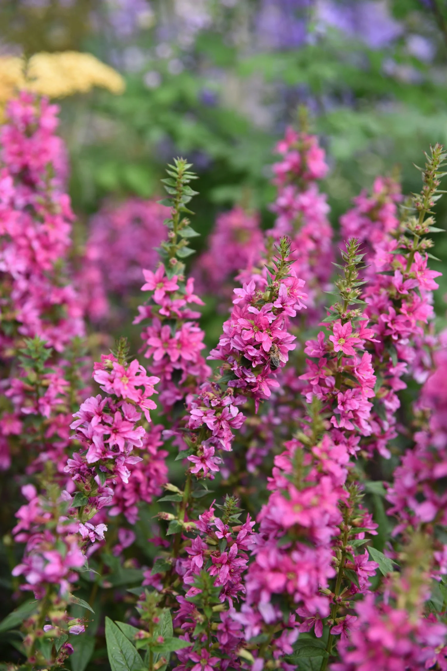 Lythrum salicaria 'Robert'