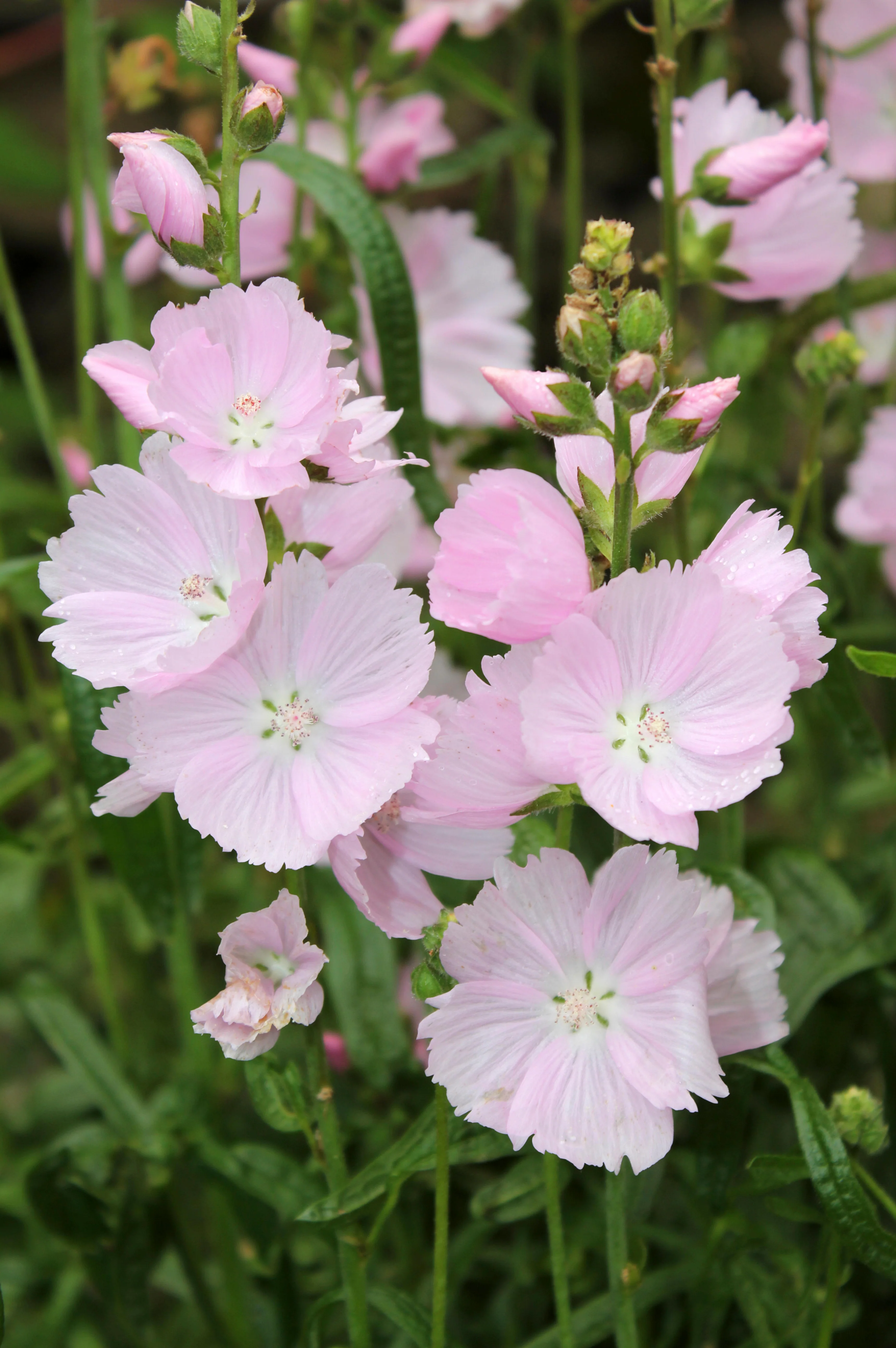 Malva moschata