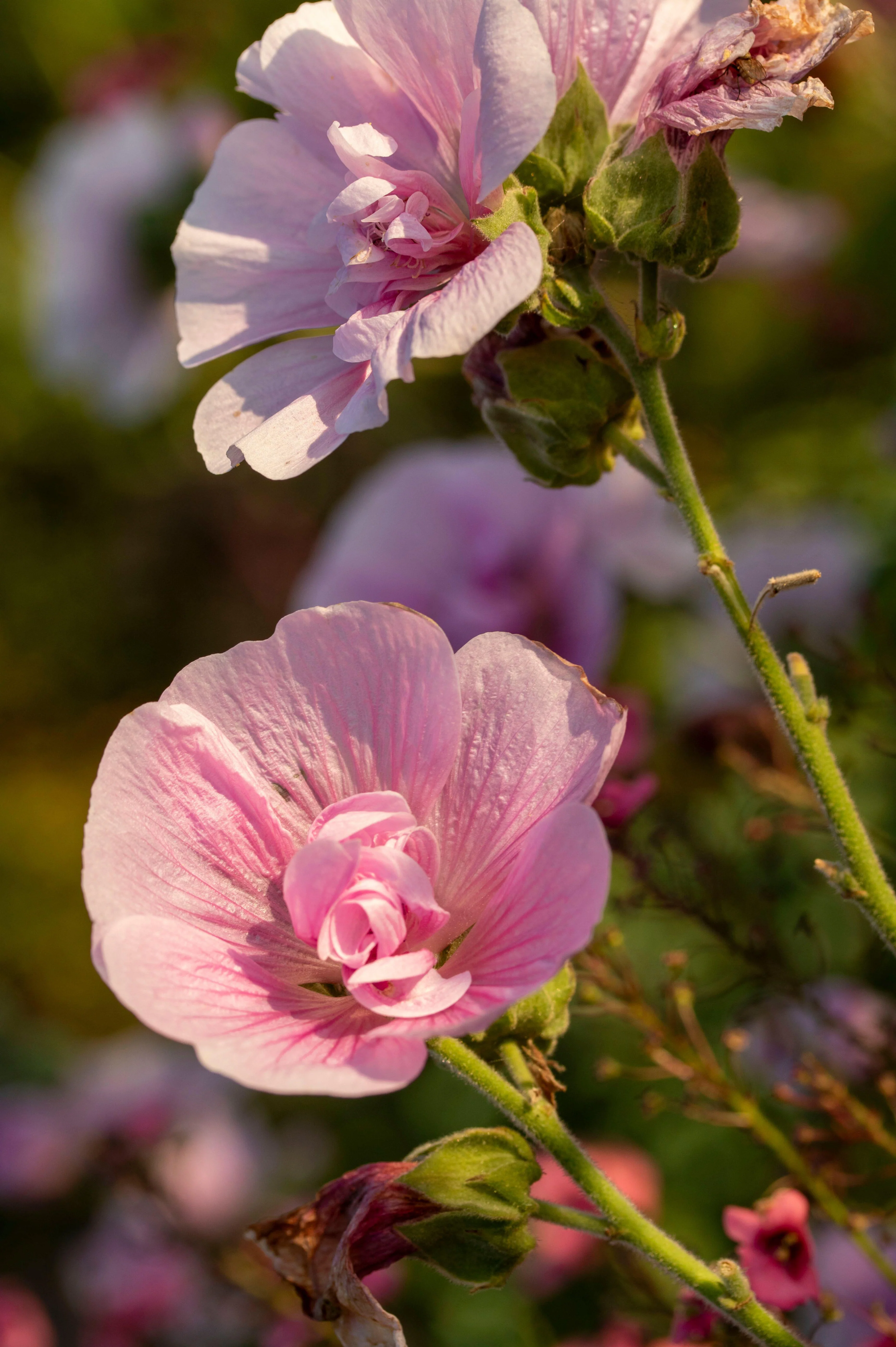 Malva 'Parkrondell'