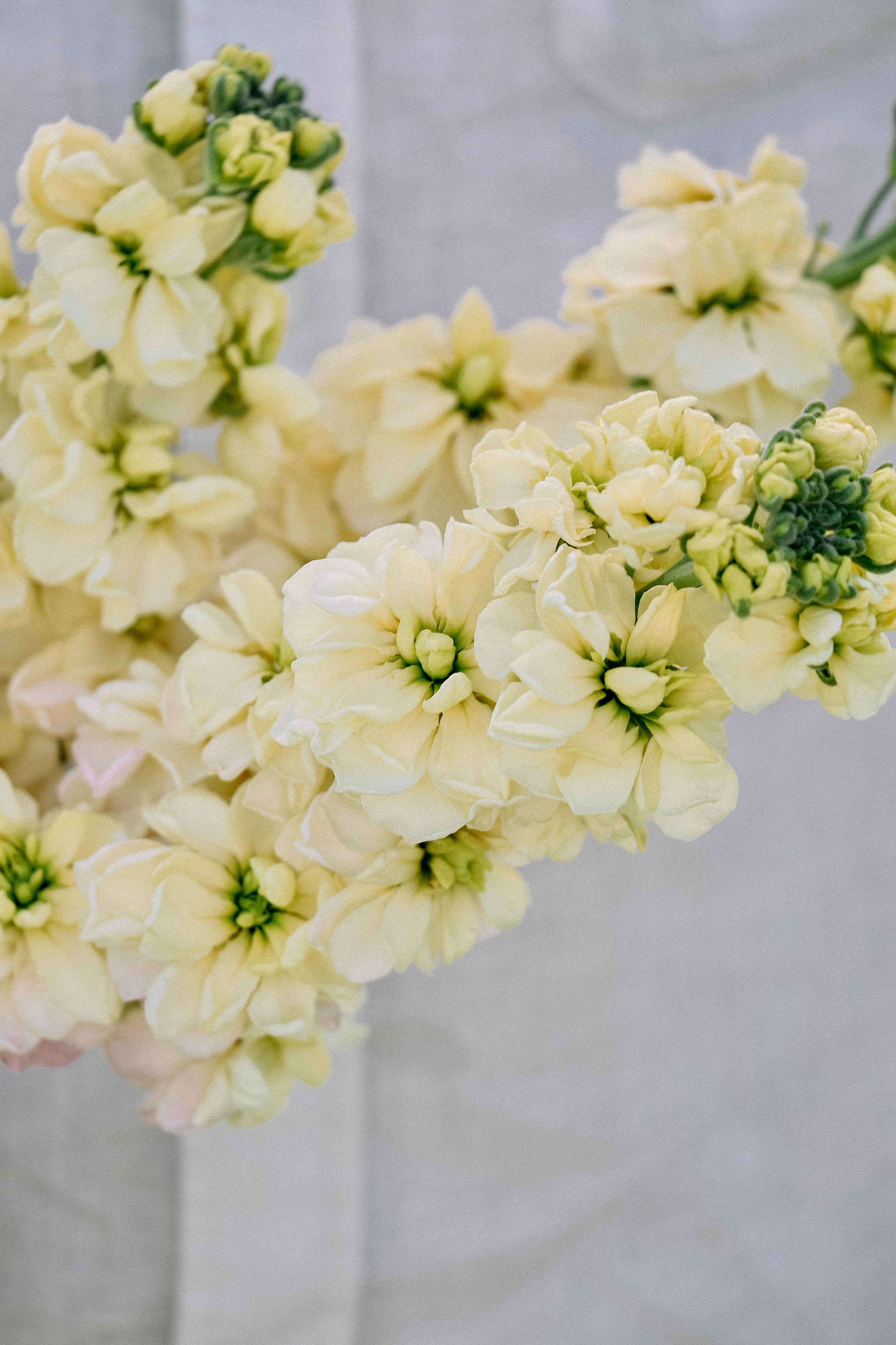 Matthiola incana 'Anytime Yellow'
