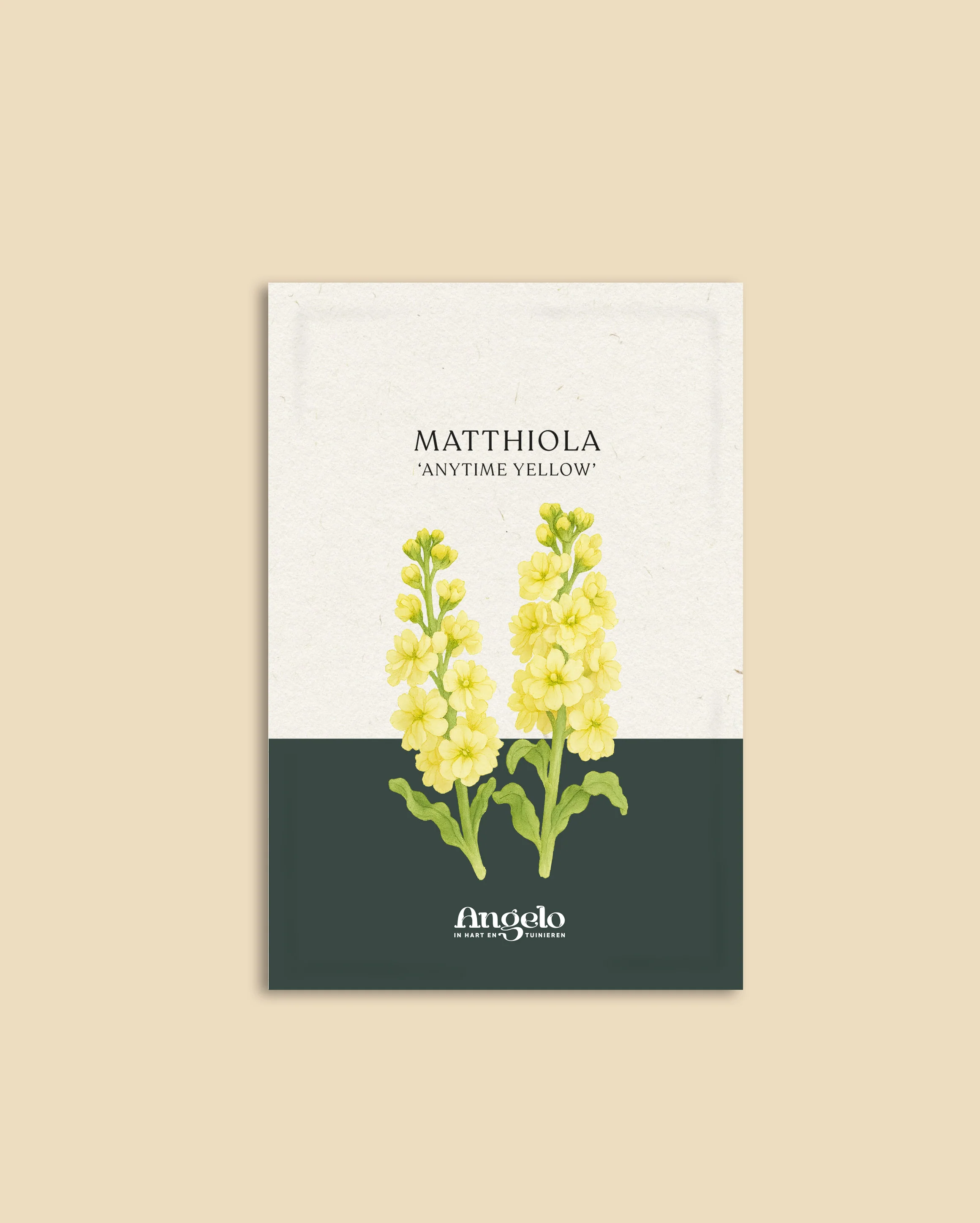 Matthiola incana 'Anytime Yellow' - Image 2