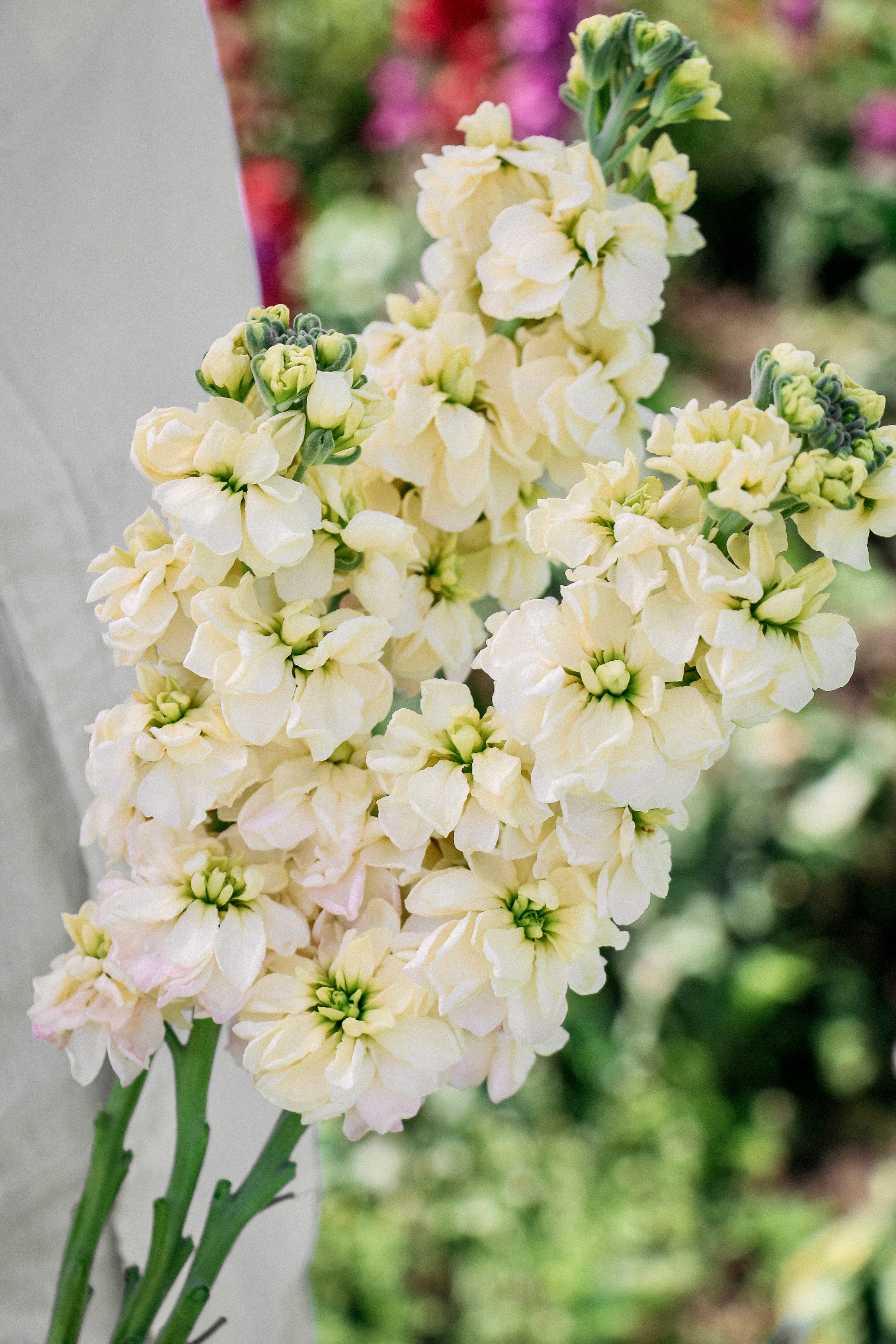 Matthiola incana 'Anytime Yellow' - Image 3