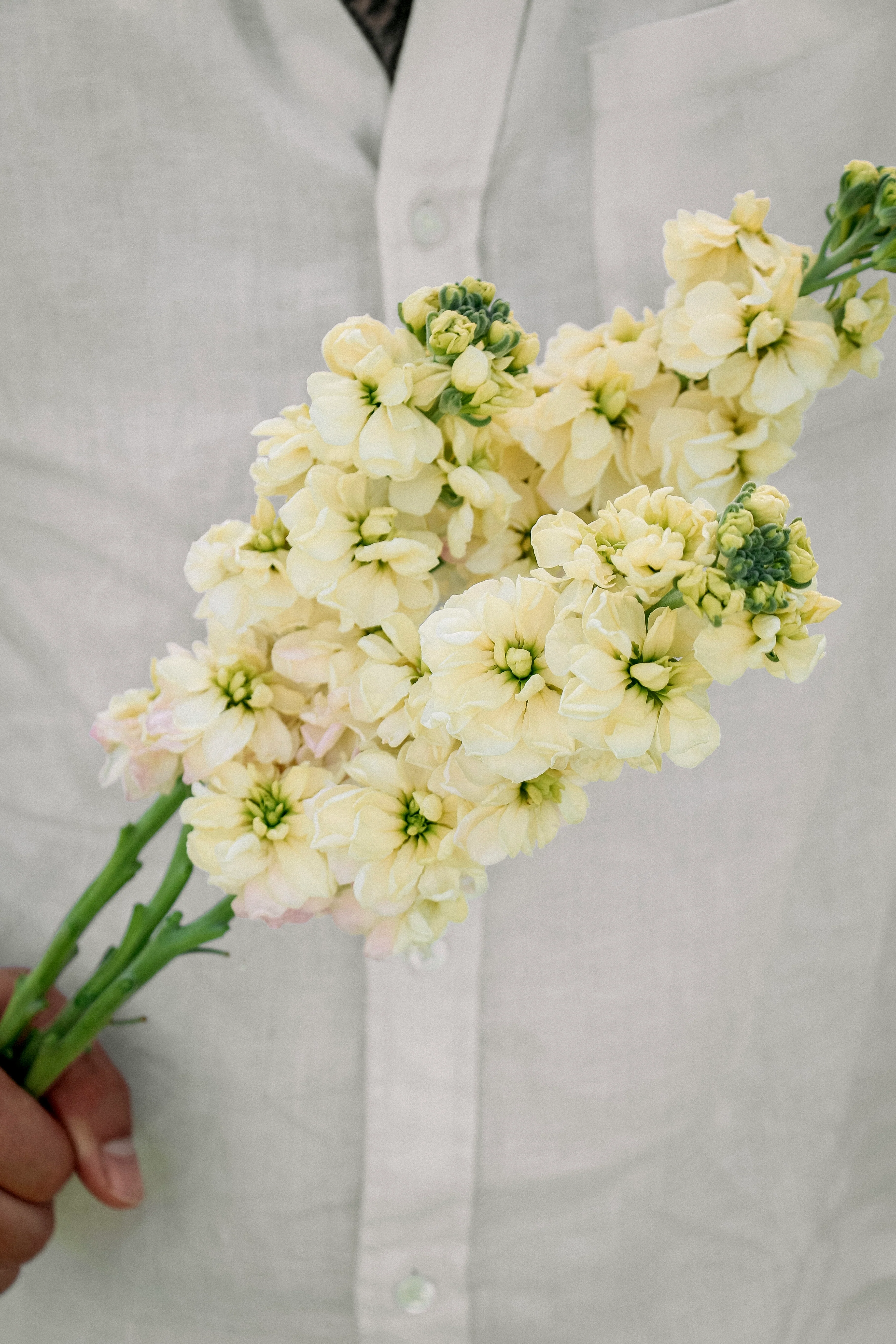 Matthiola incana 'Anytime Yellow' - Image 4