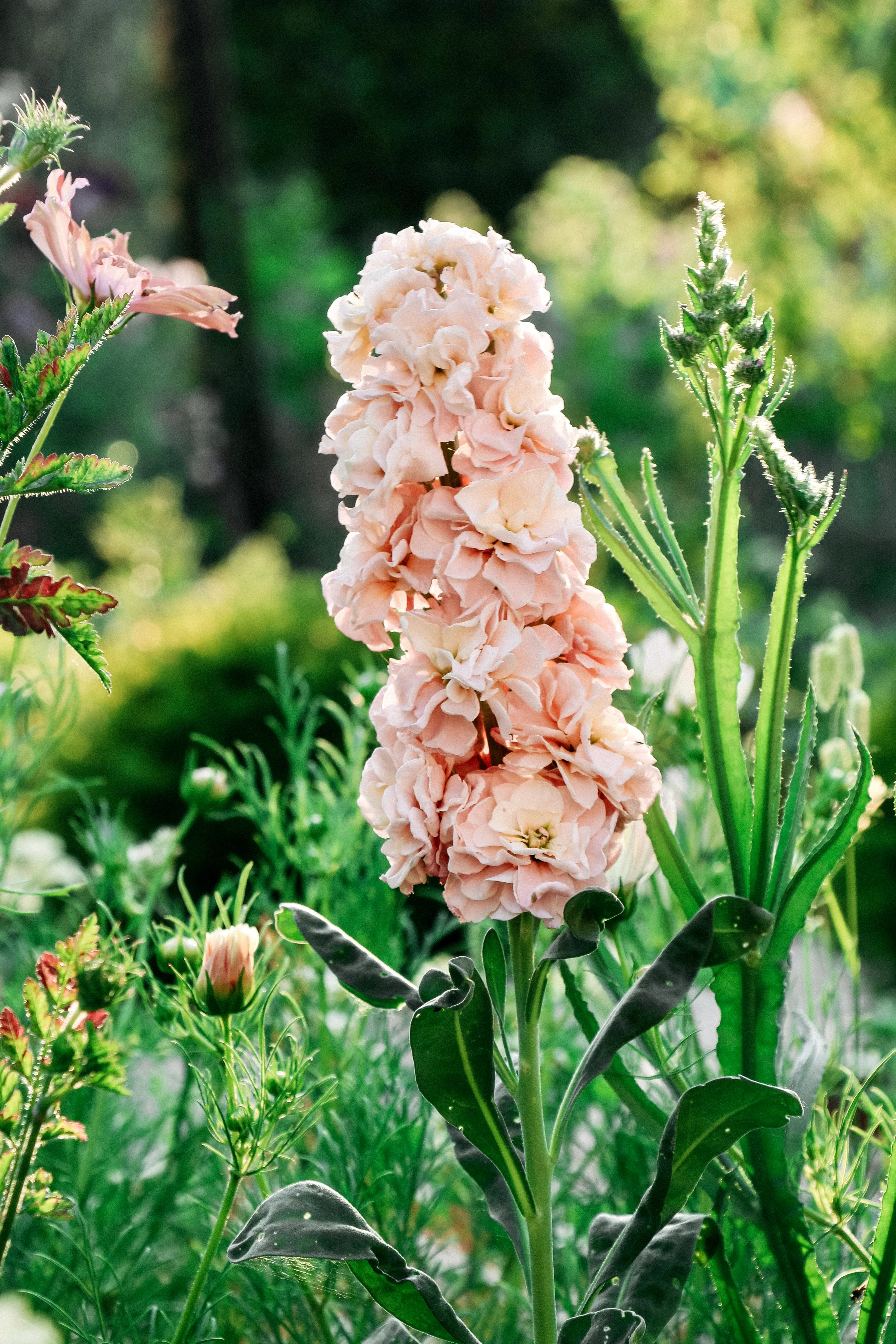 Matthiola iron 'Apricot'