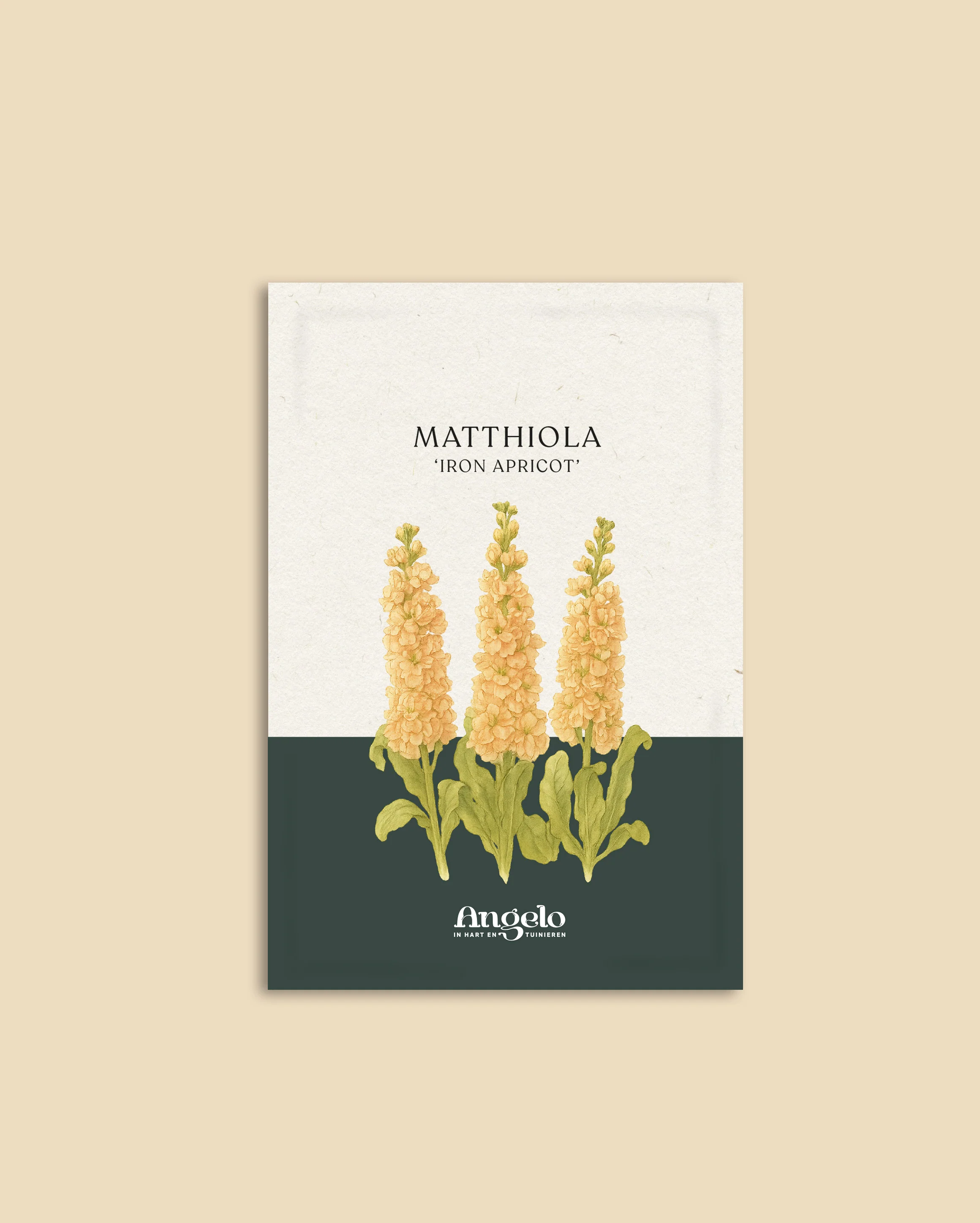 Matthiola iron 'Apricot' - Image 2