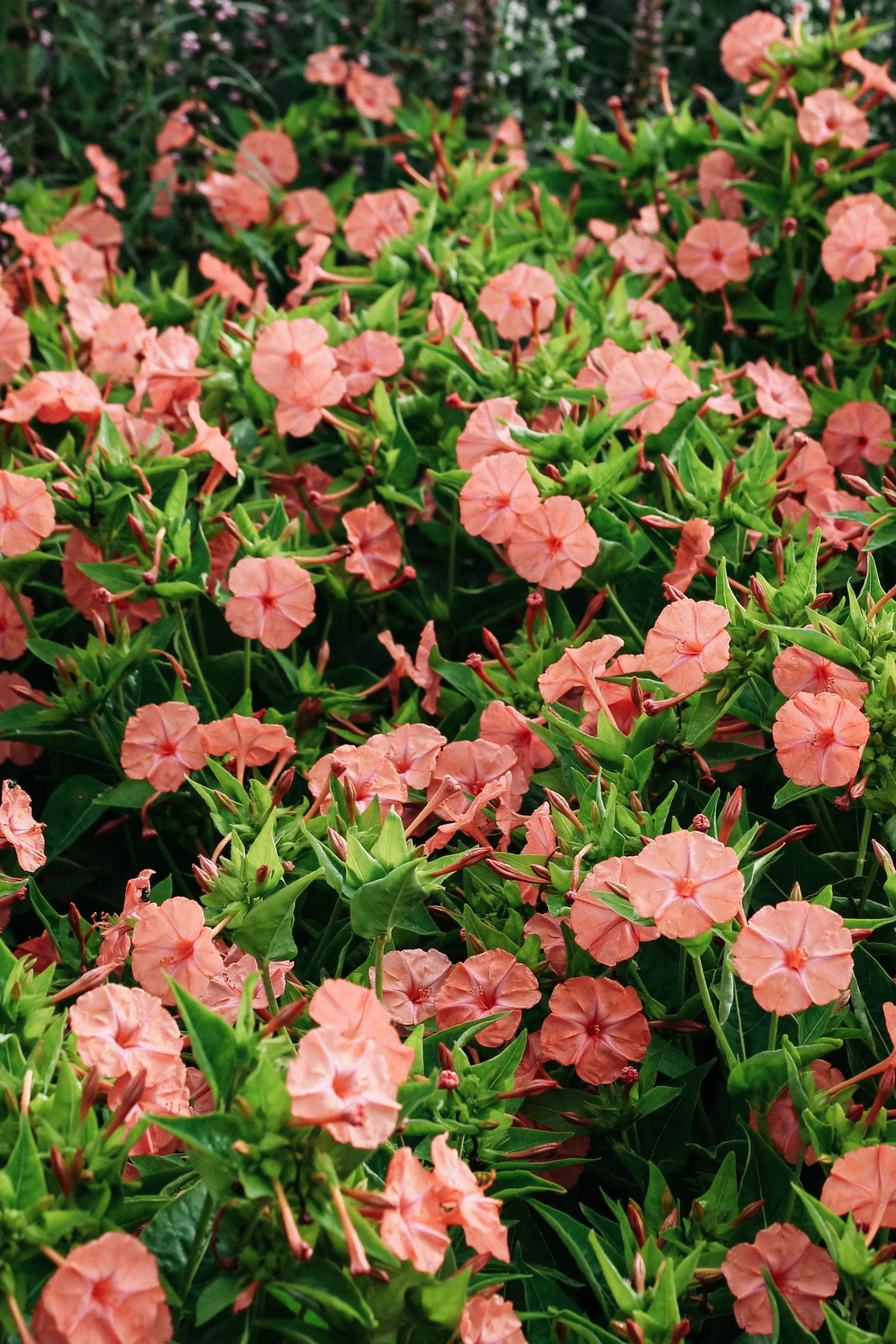 Mirabilis jalapa 'Salmon Sunset'
