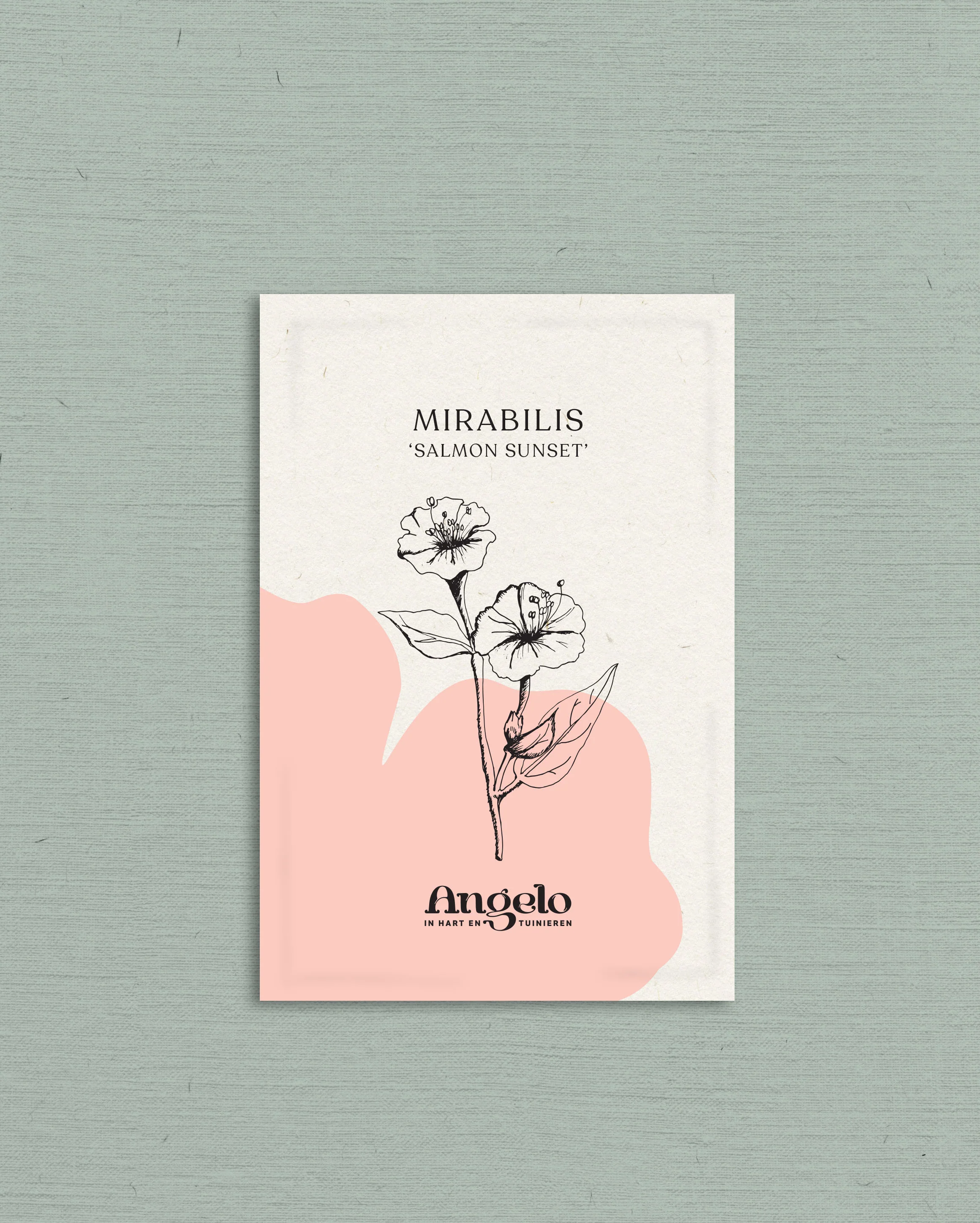 Mirabilis jalapa 'Salmon Sunset' - Image 2
