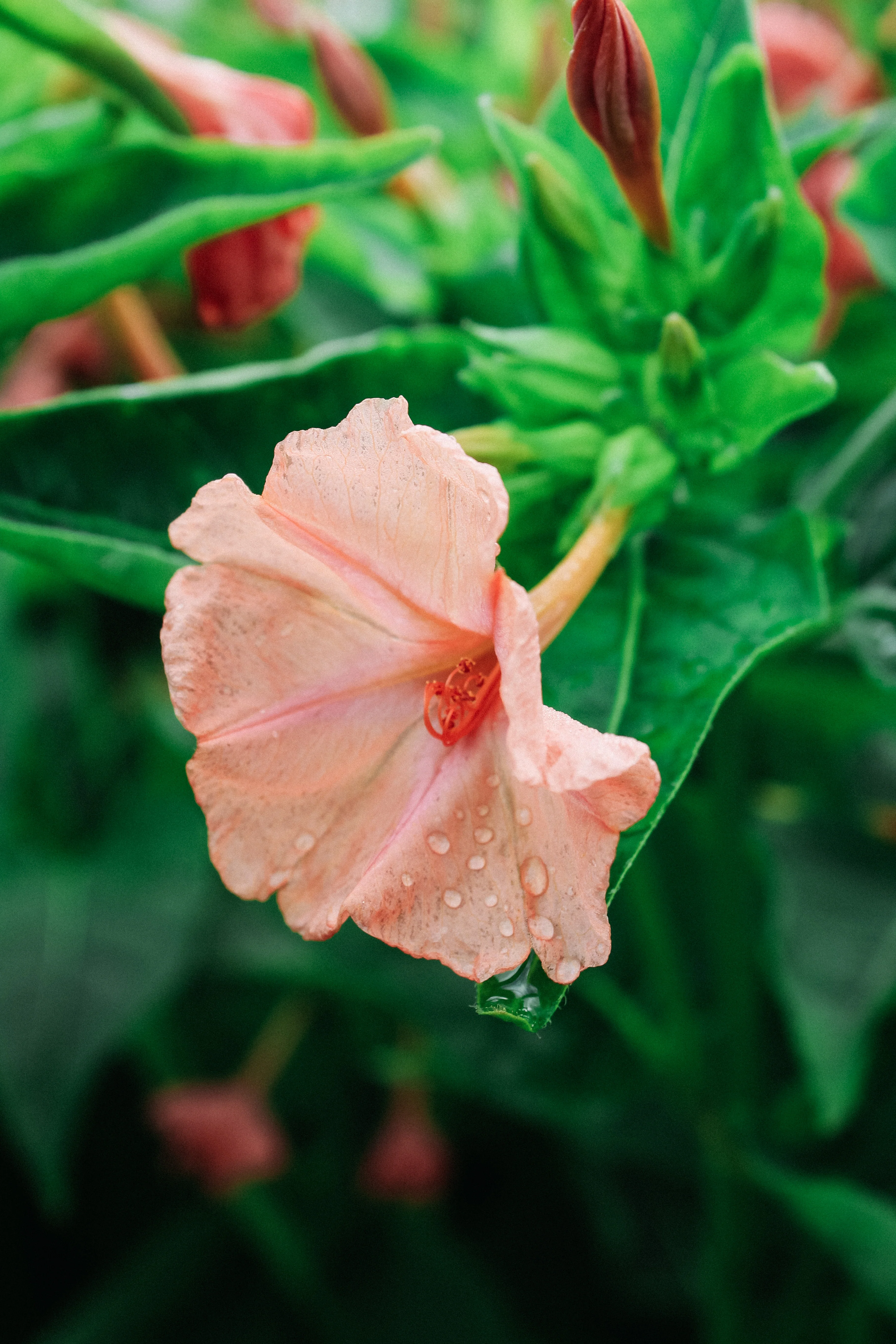 Mirabilis jalapa 'Salmon Sunset' - Image 3