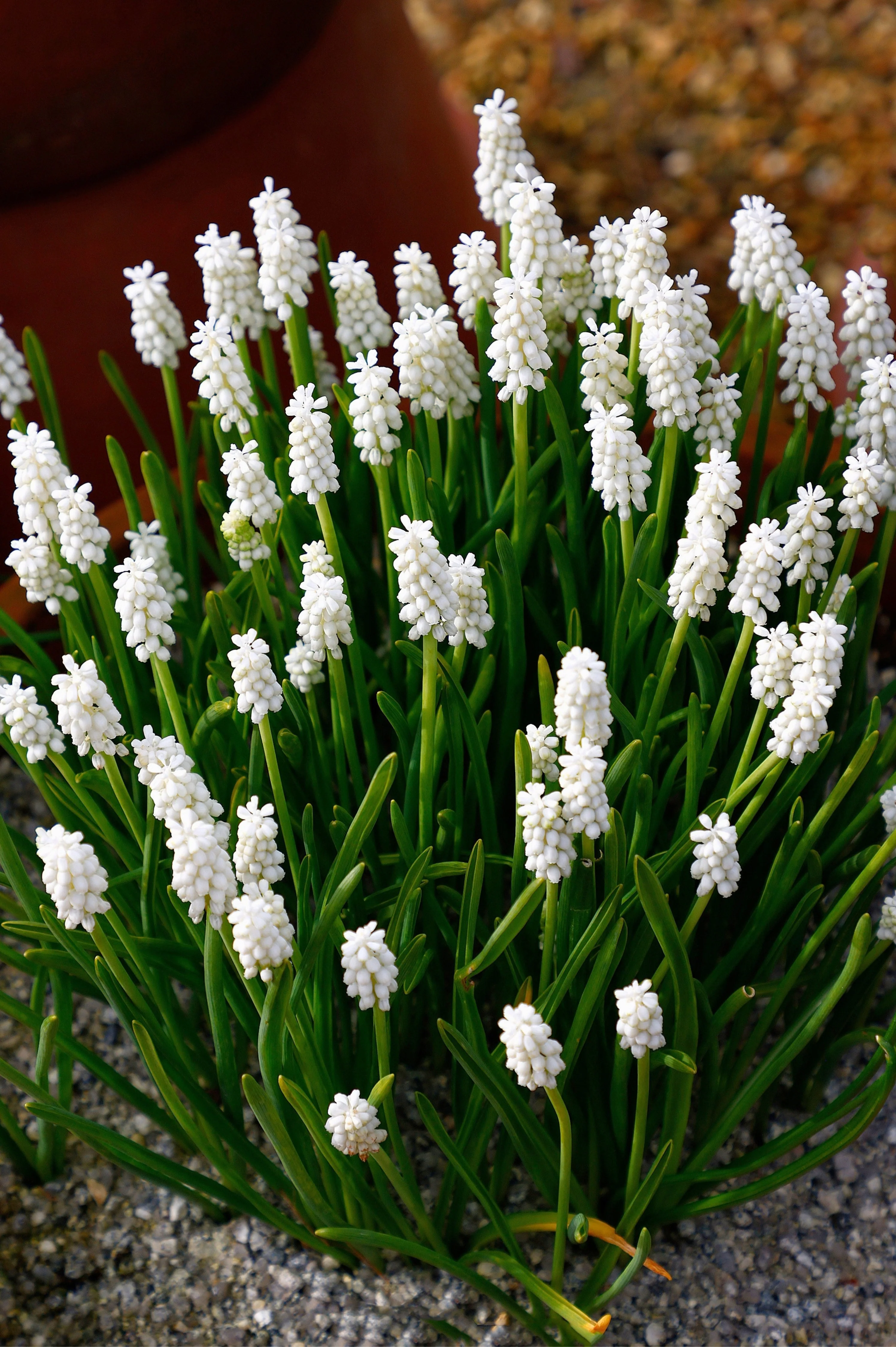 Muscari armeniacum 'Album' BIO