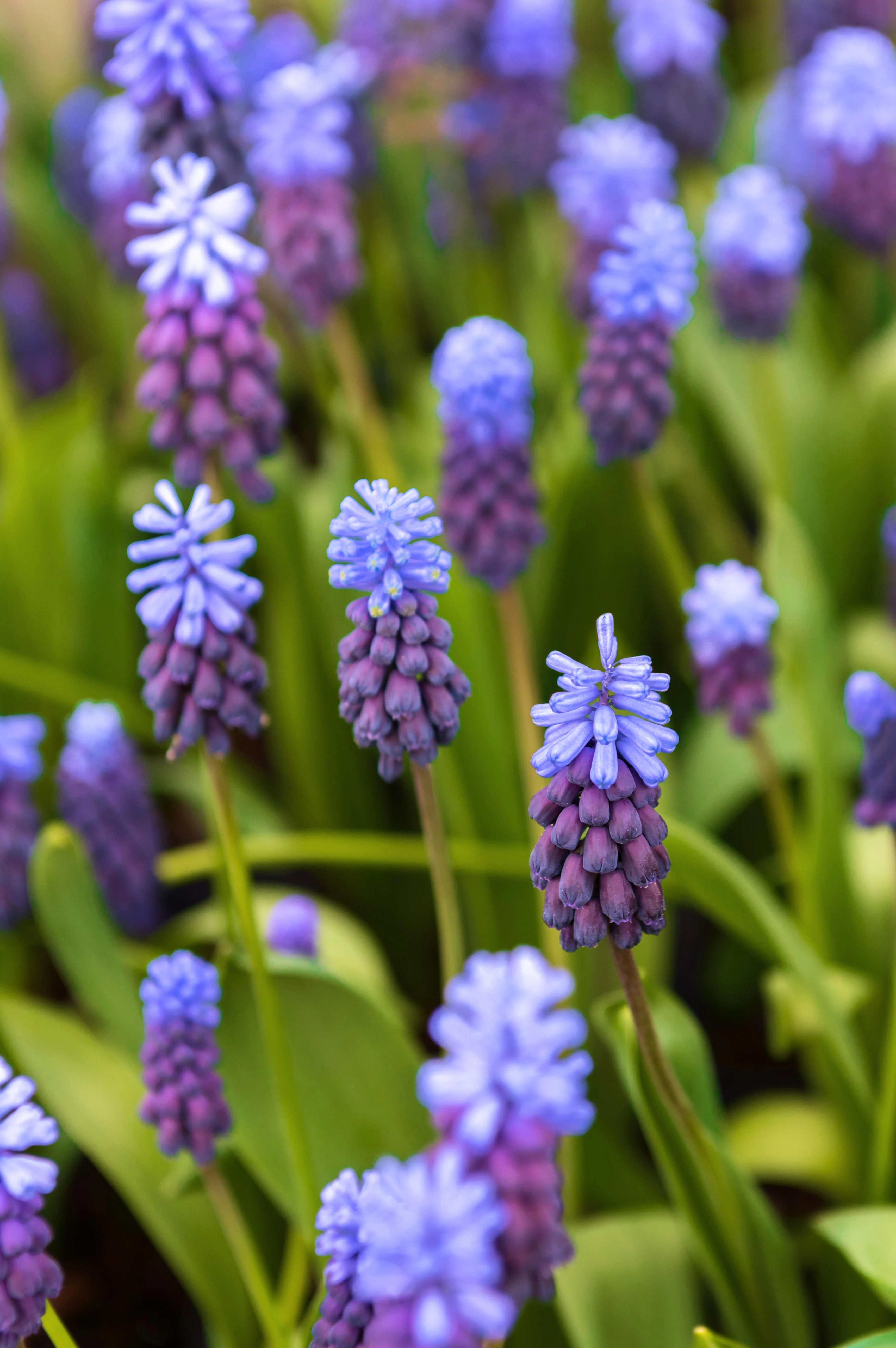 Muscari latifolium
