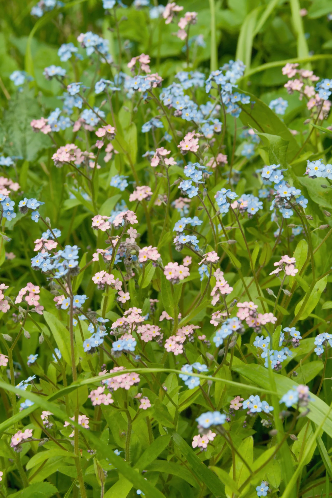 Miniatuur 1
