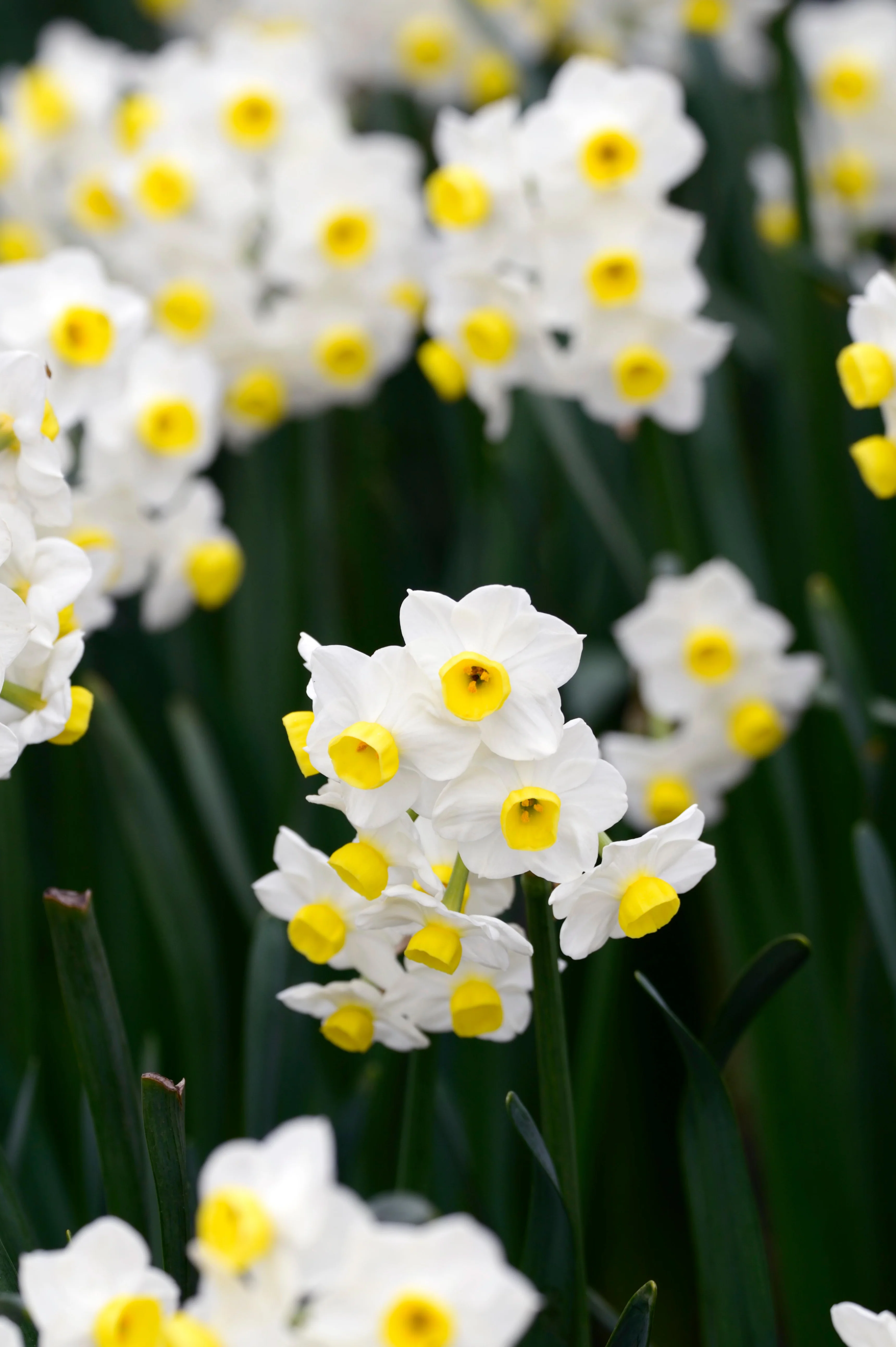Narcis 'Avalanche'