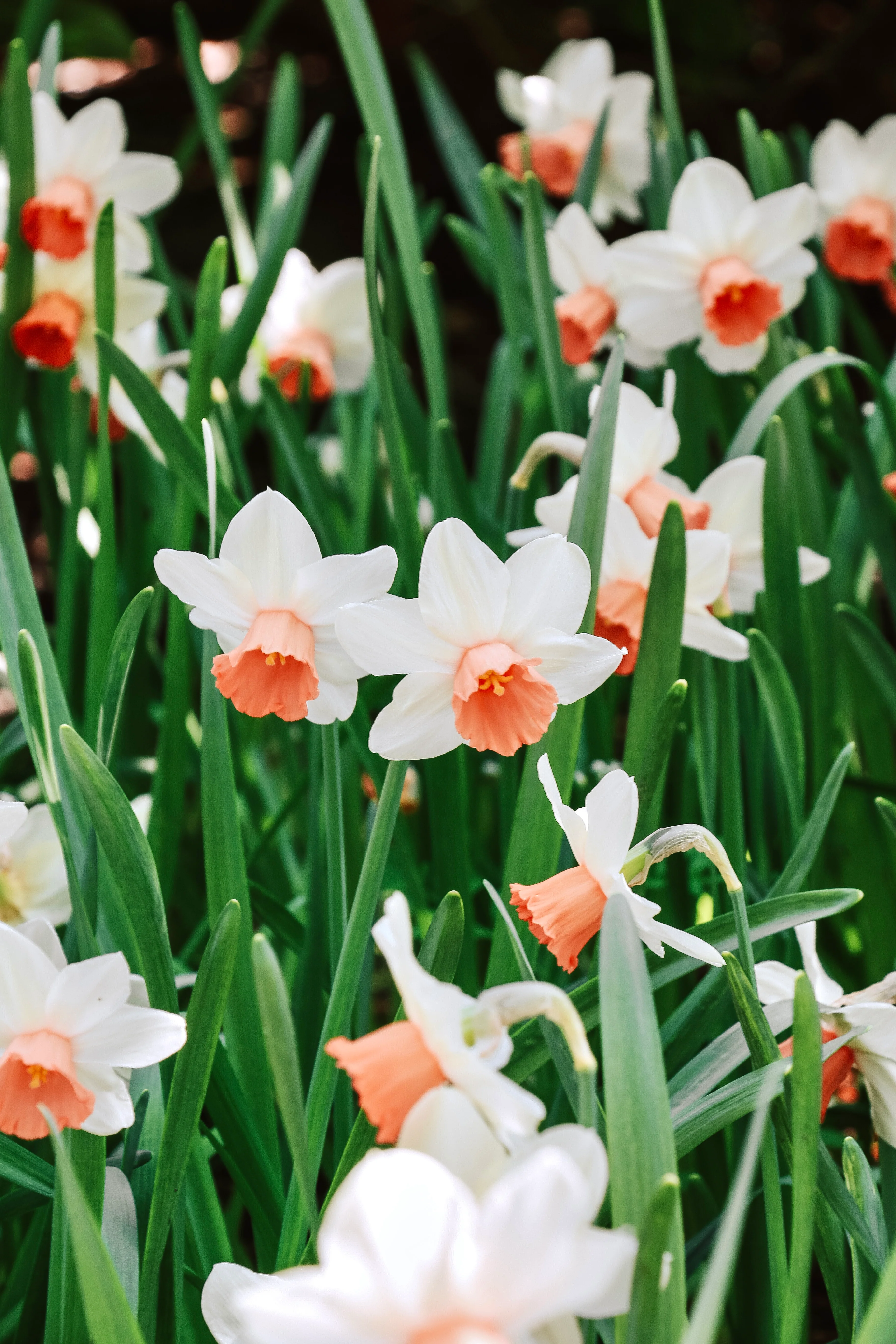 Narcis 'Iwona'