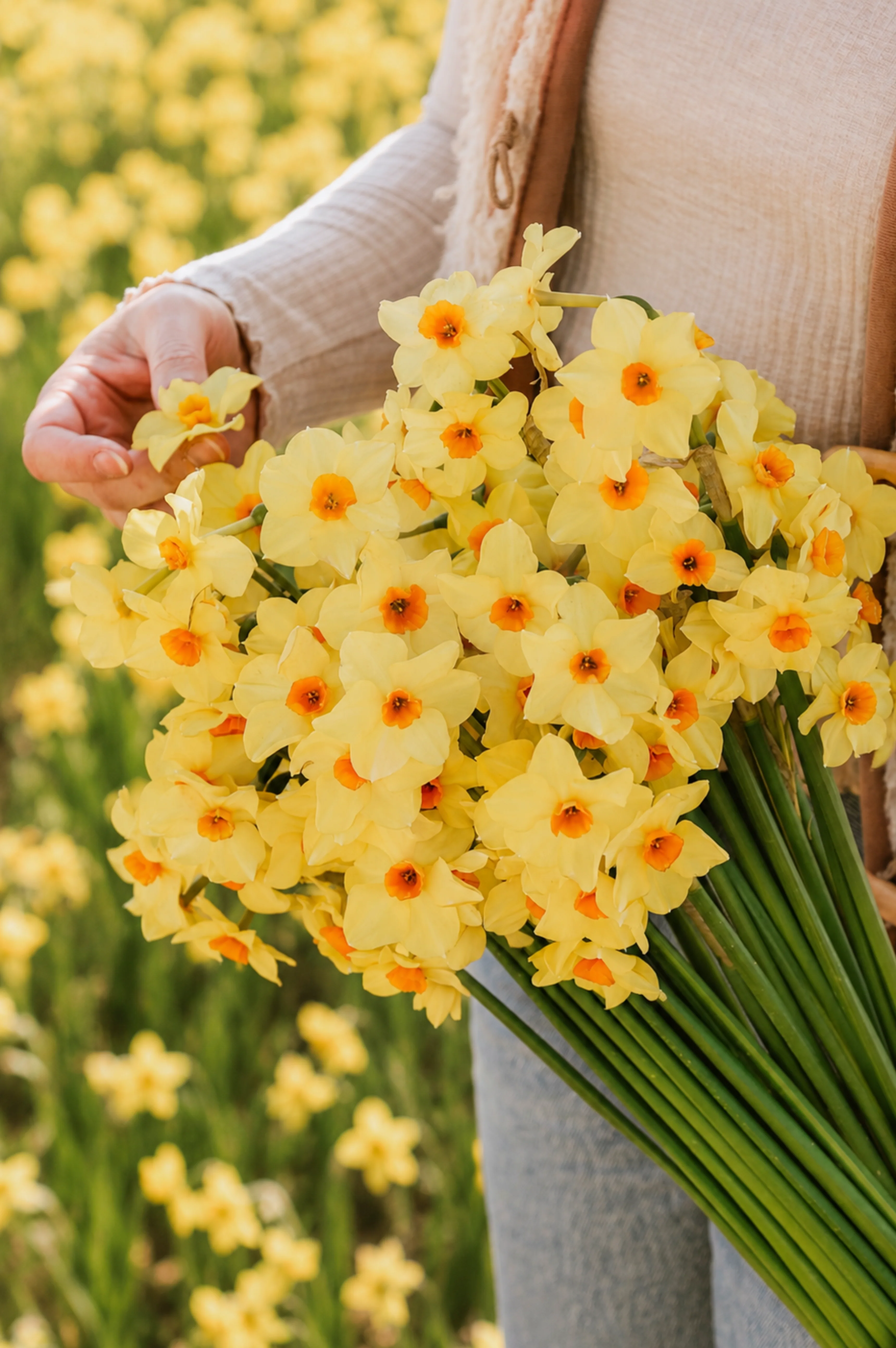 Narcis 'Martinette' BIO