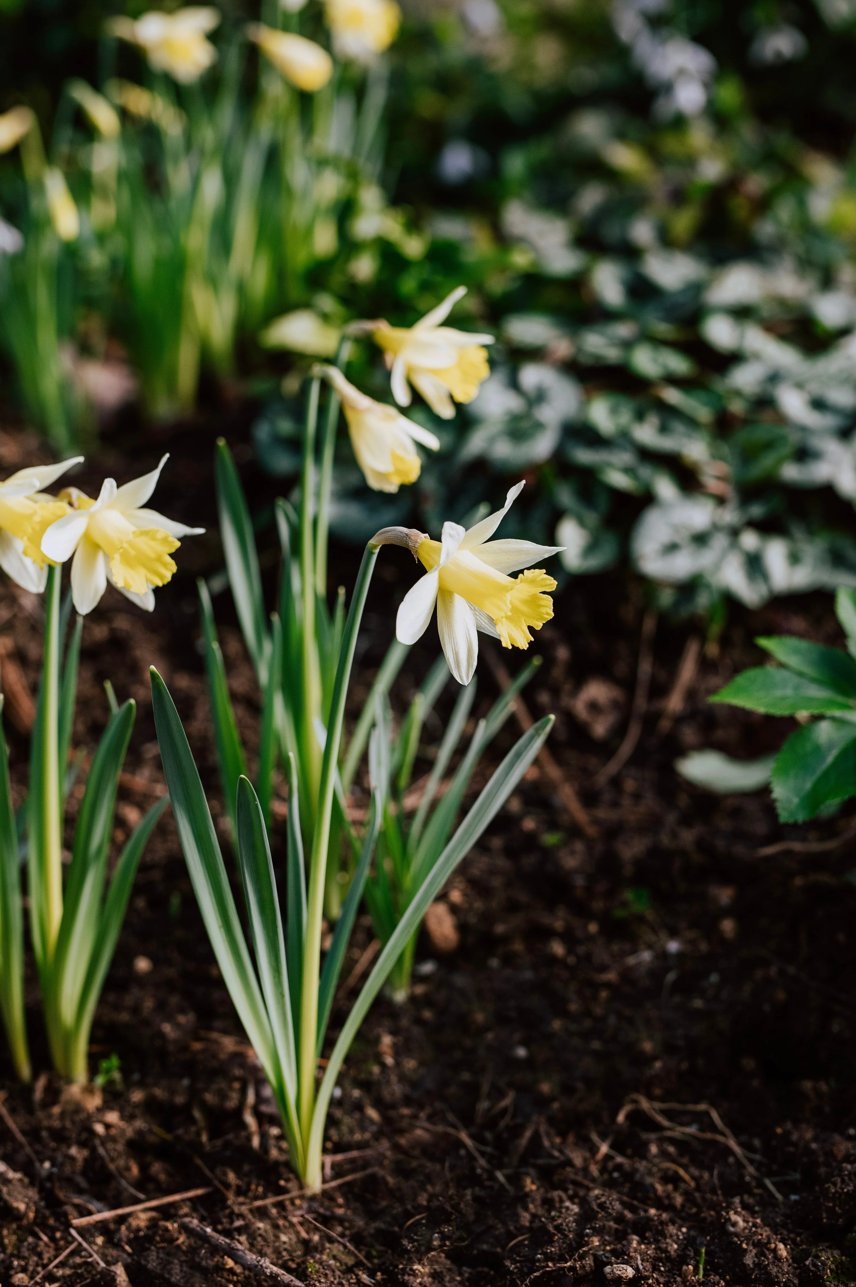 Narcis 'Topolino' BIO