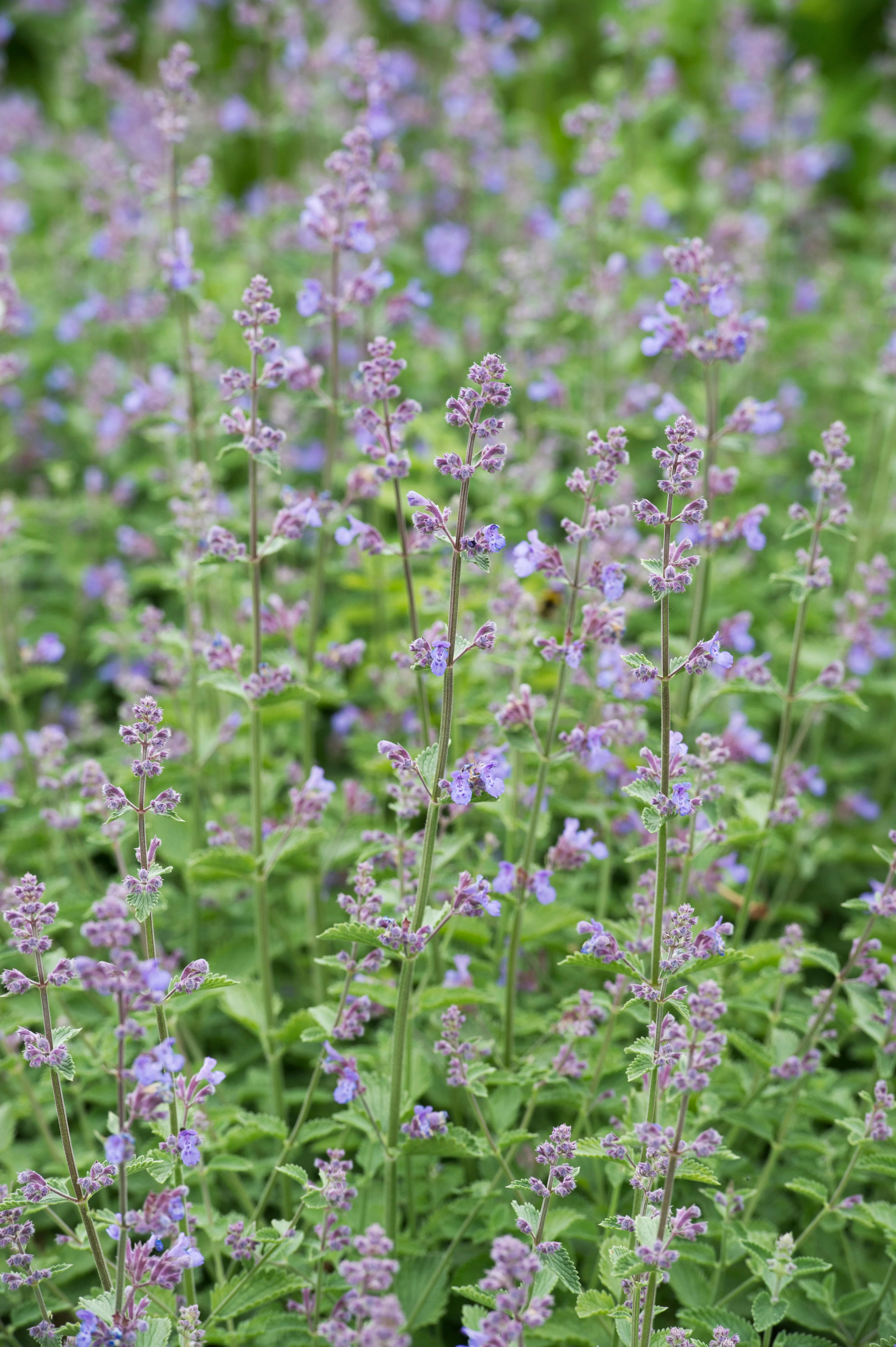 Nepeta 'Six Hills Giant'