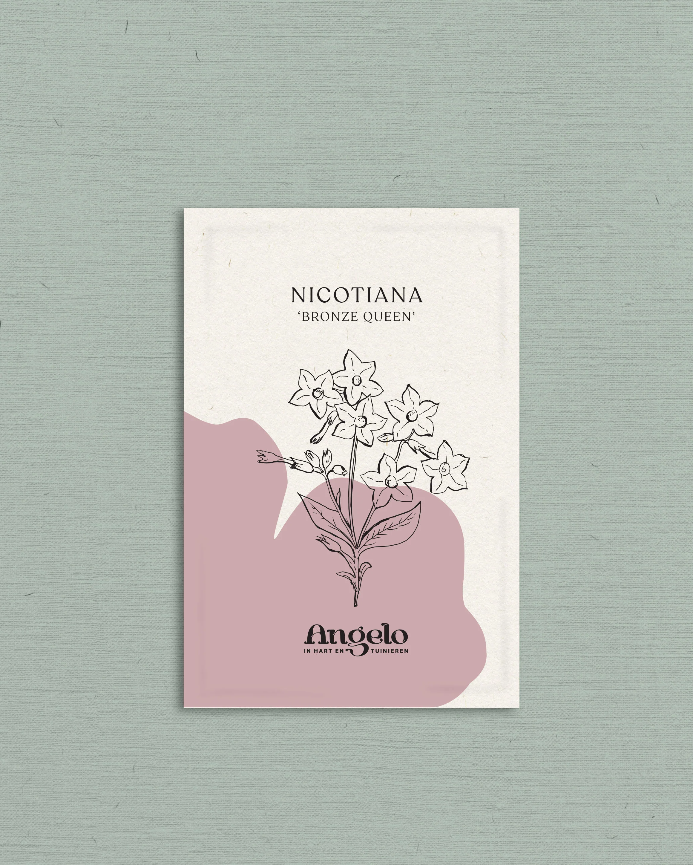 Nicotiana langsdorfii 'bronze queen' - Image 2