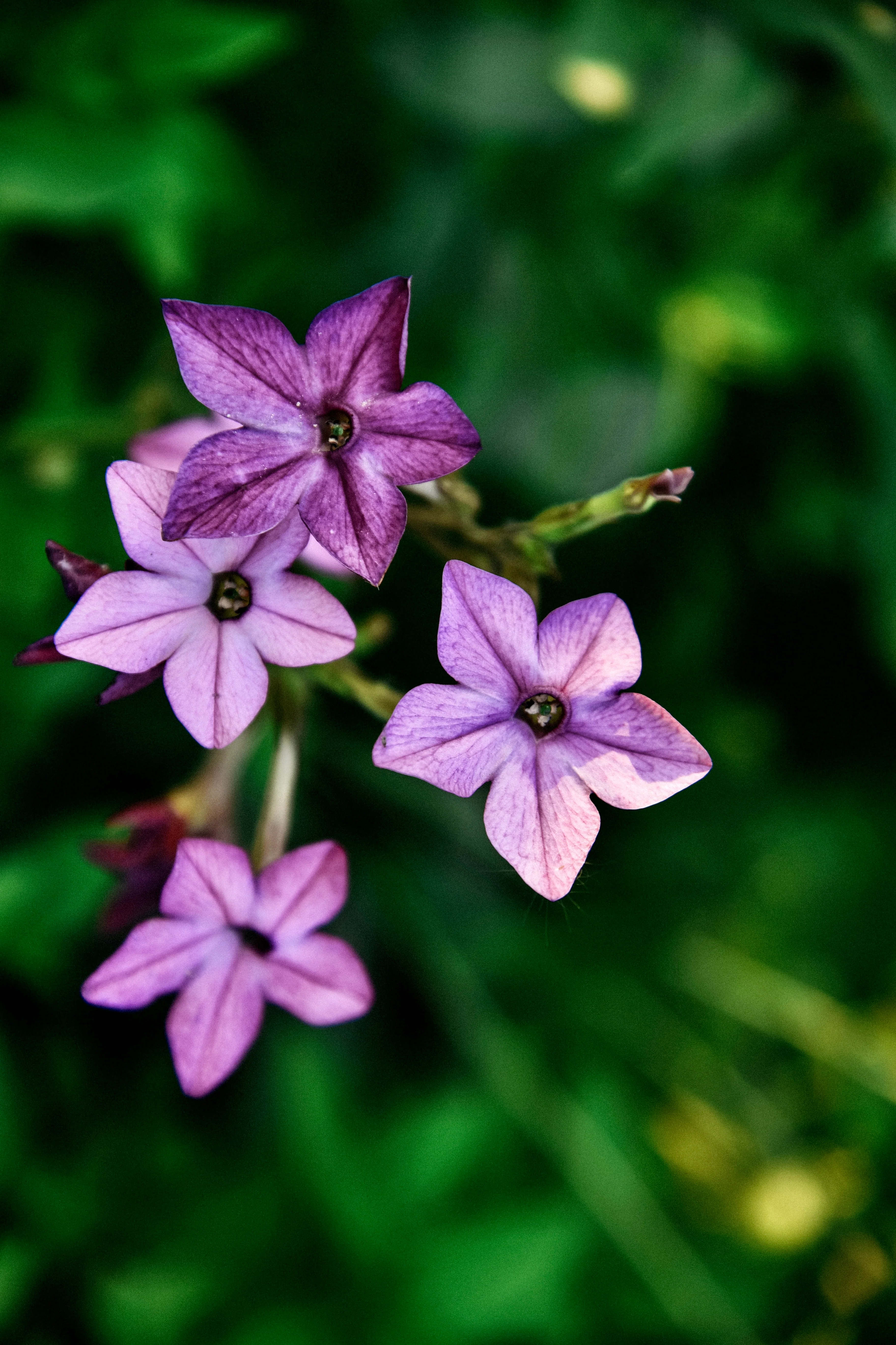 Nicotiana 'perfume blue'