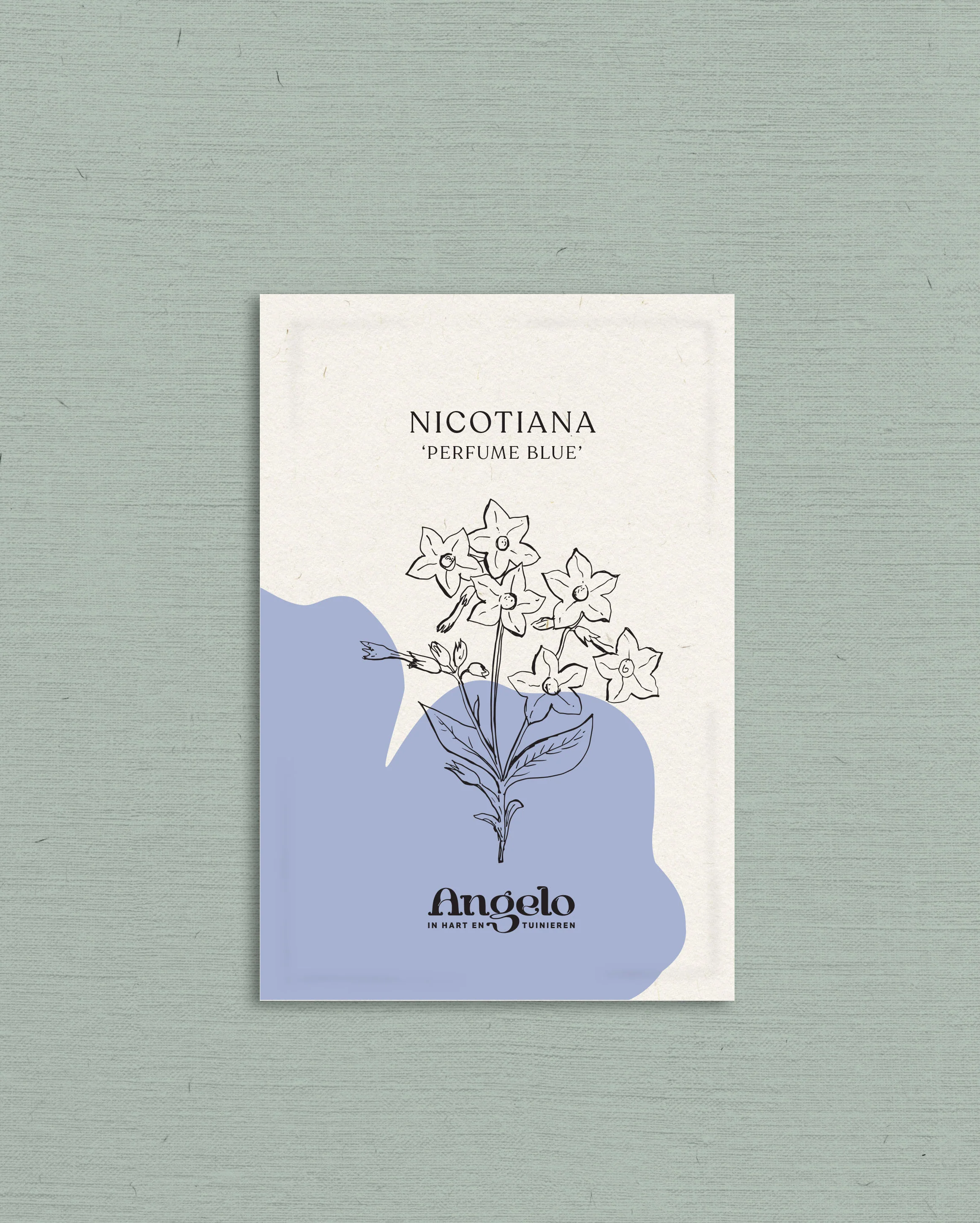 Nicotiana 'perfume blue' - Image 2