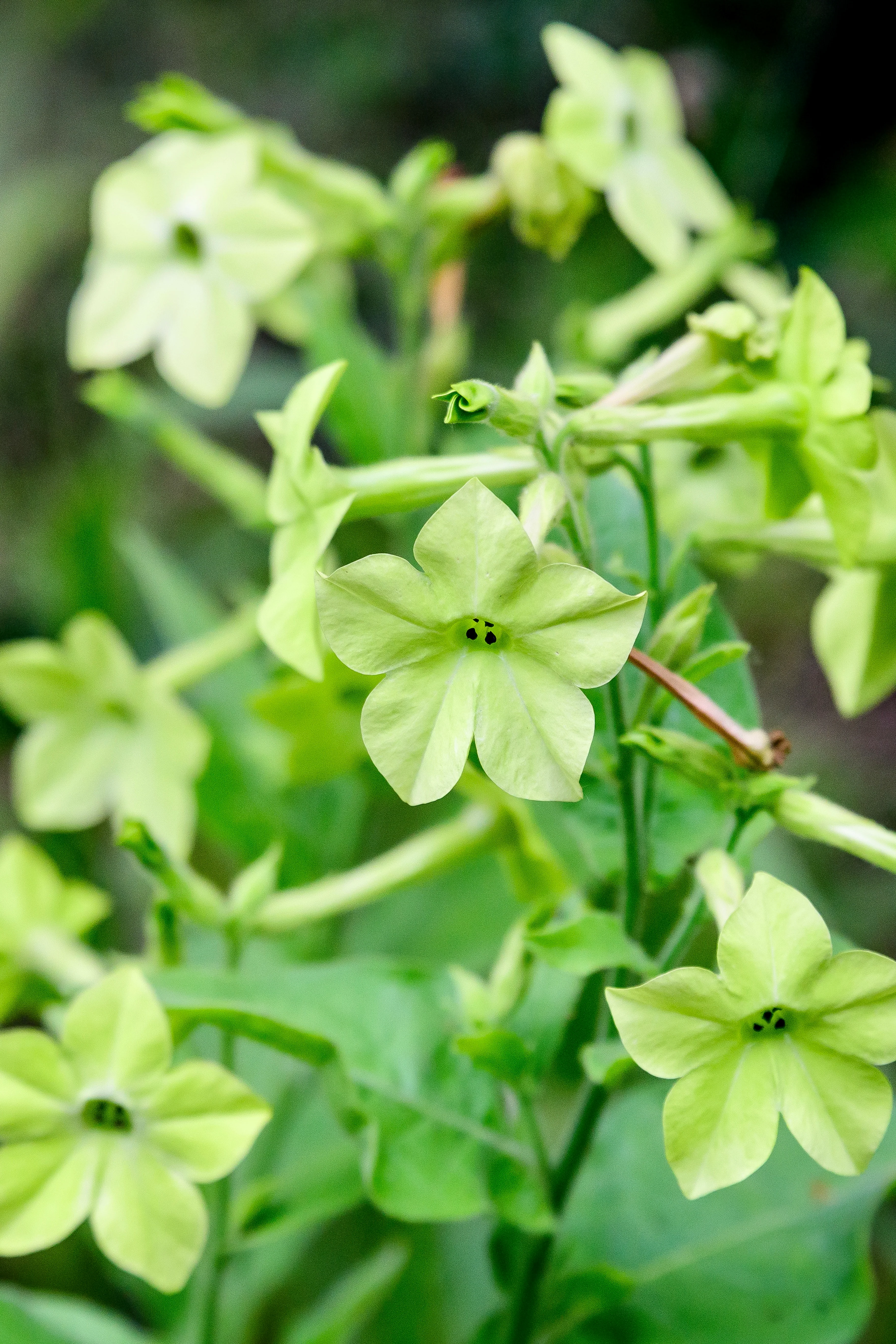 Nicotiana sanderae 'perfume antique lime'