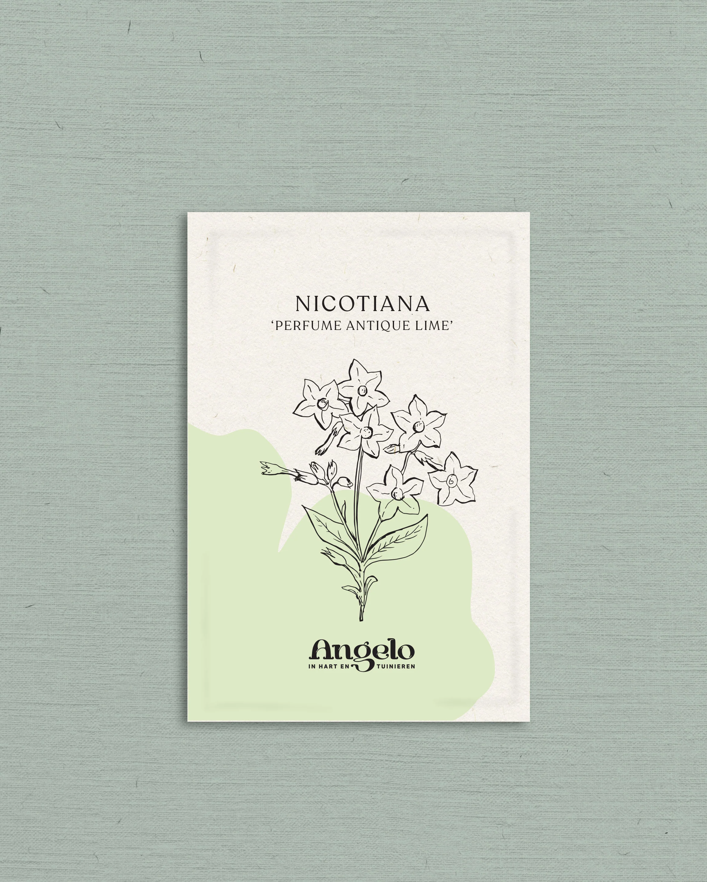 Nicotiana sanderae 'perfume antique lime' - Image 2