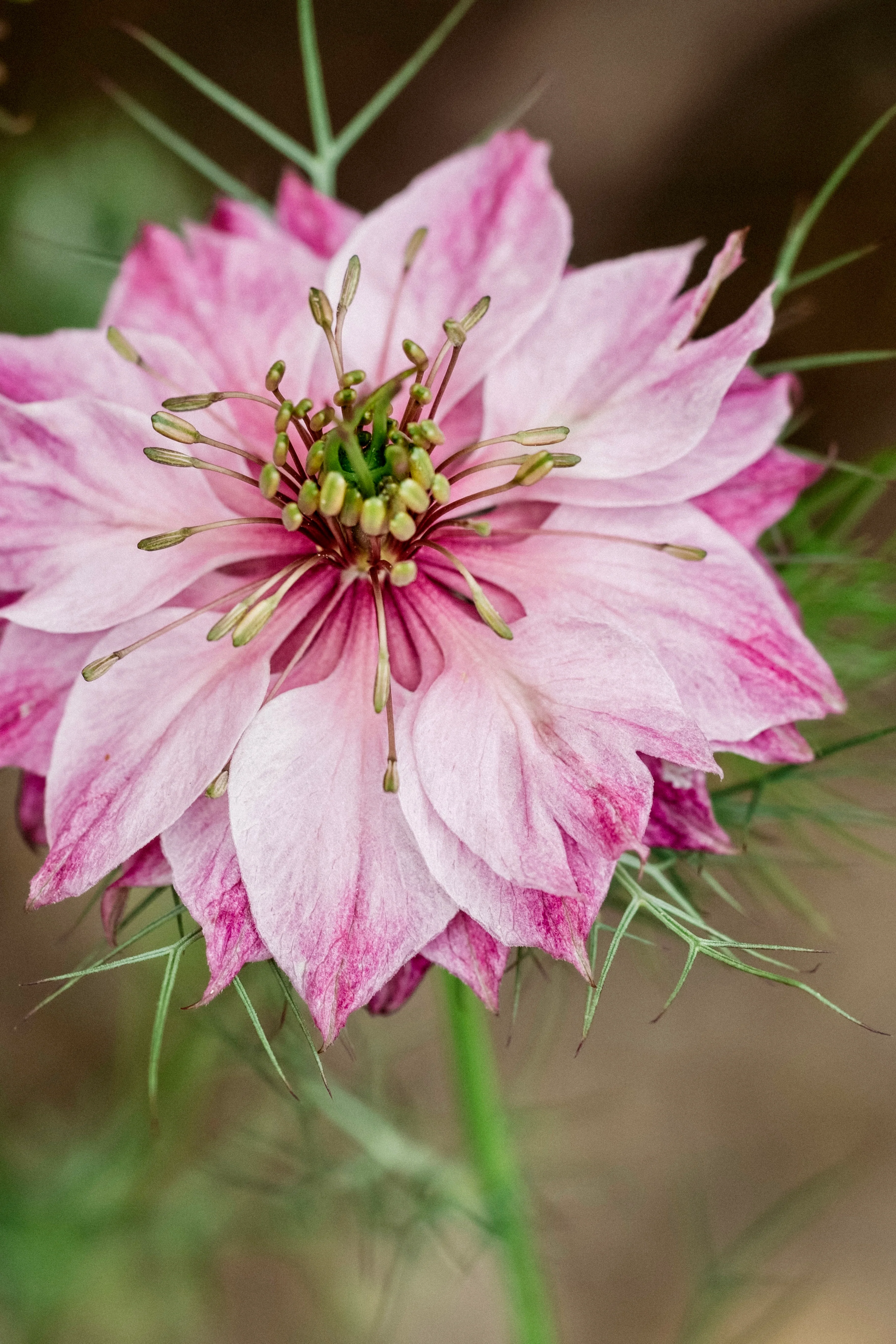 Nigella damascena 'miss jekyll rose' - Image 3