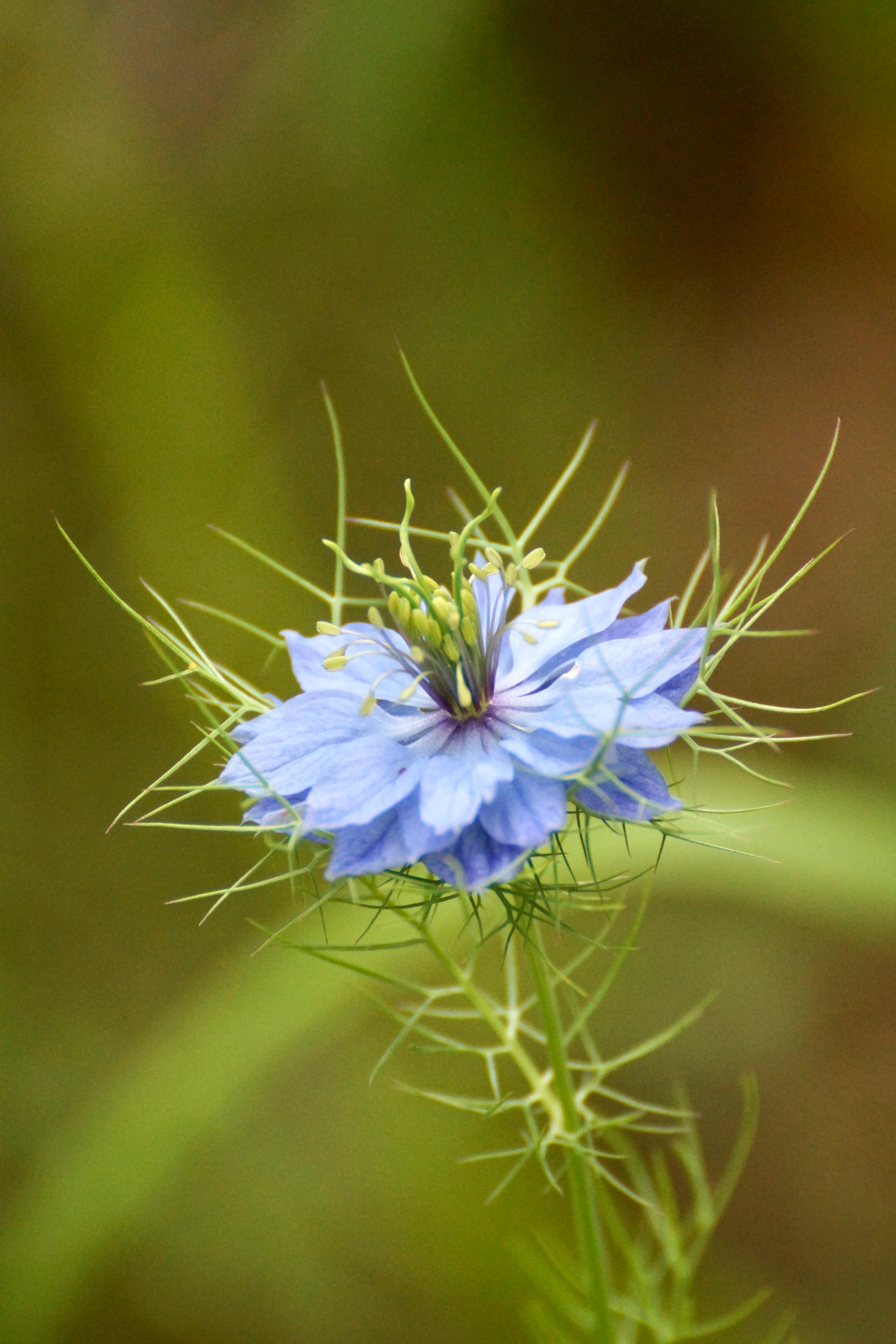 Nigella damascena 'miss jekyll skyblue' - Image 3