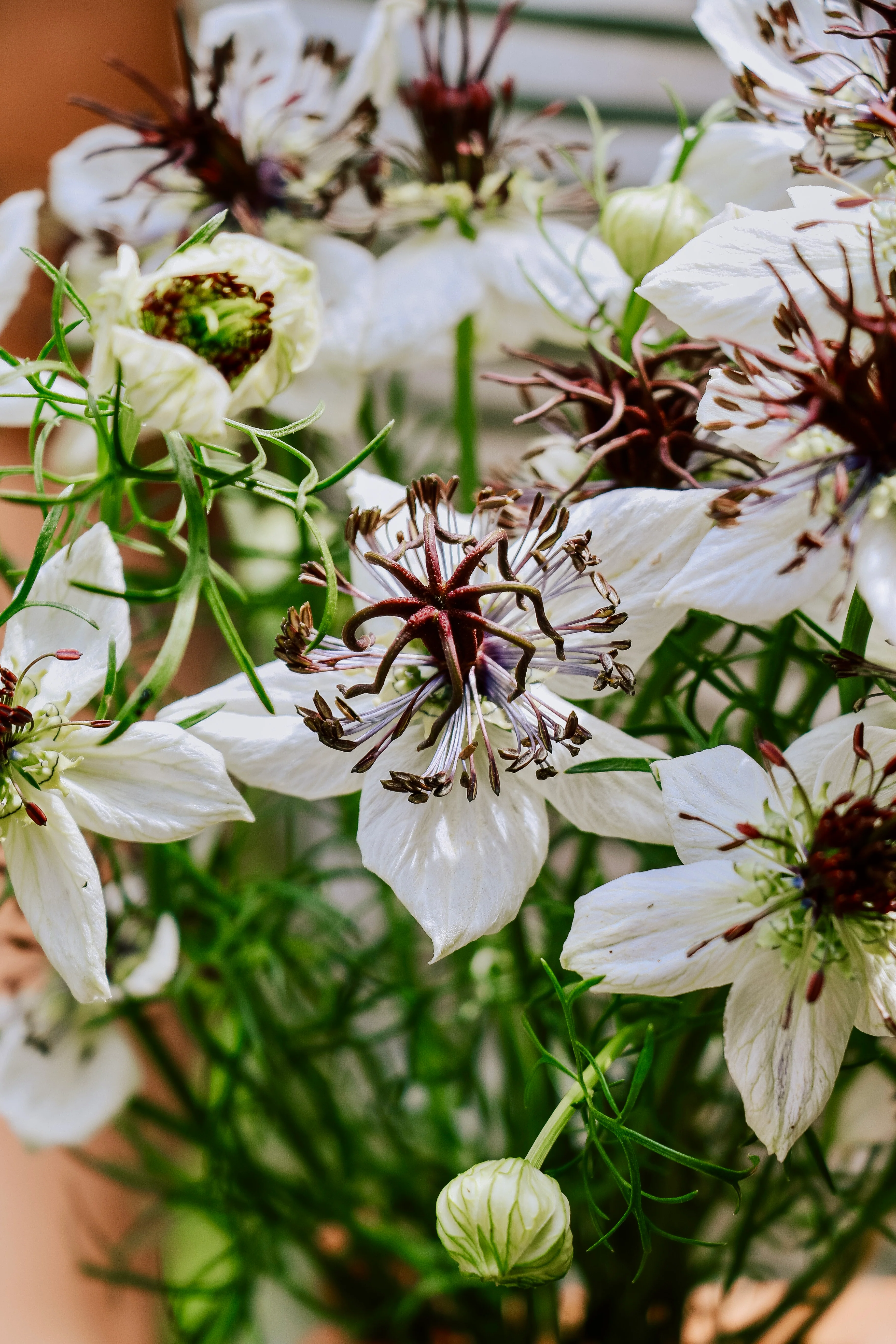 Nigella papillosa 'African Bride' - Image 3