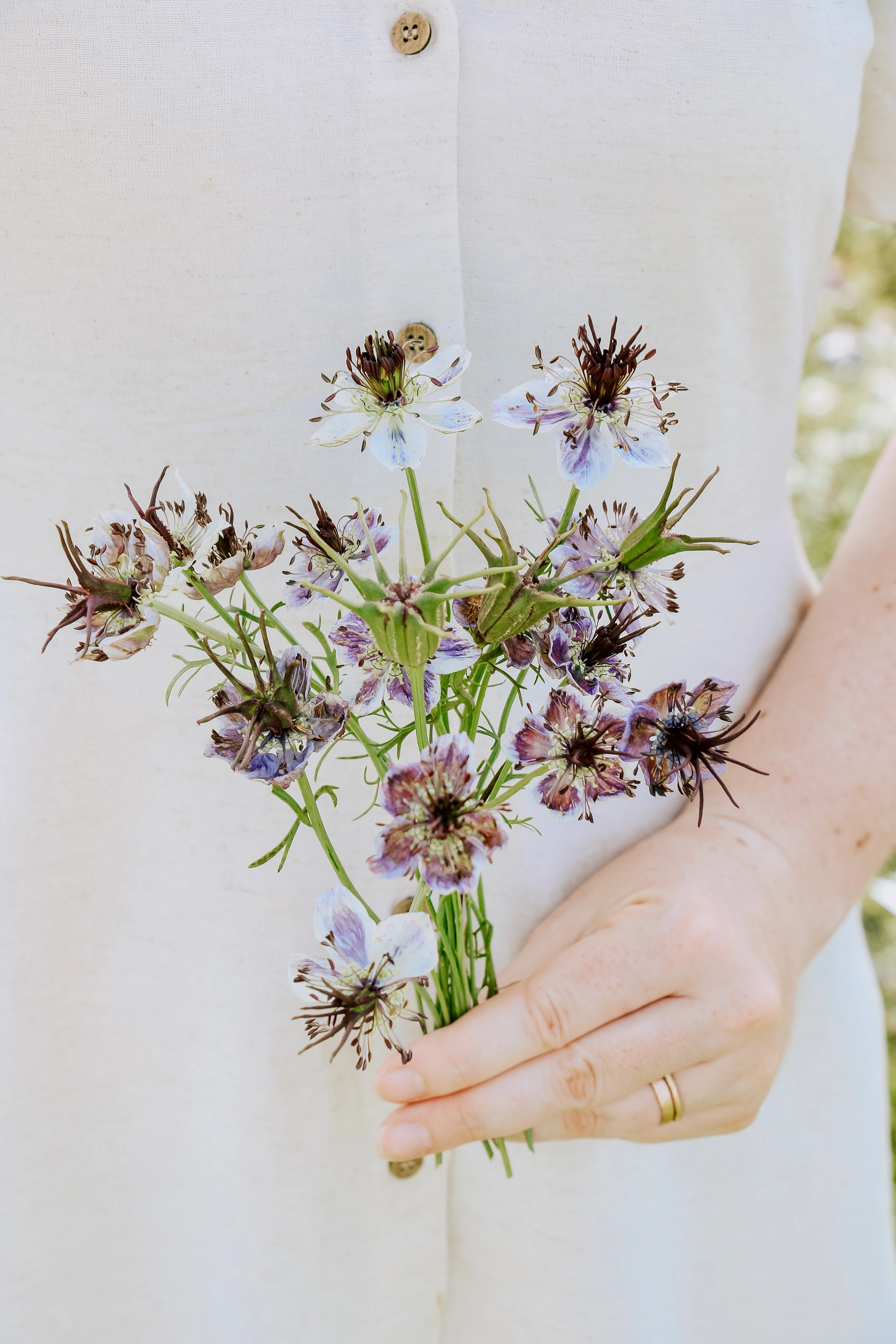 Nigella damascena 'Delft Blue'