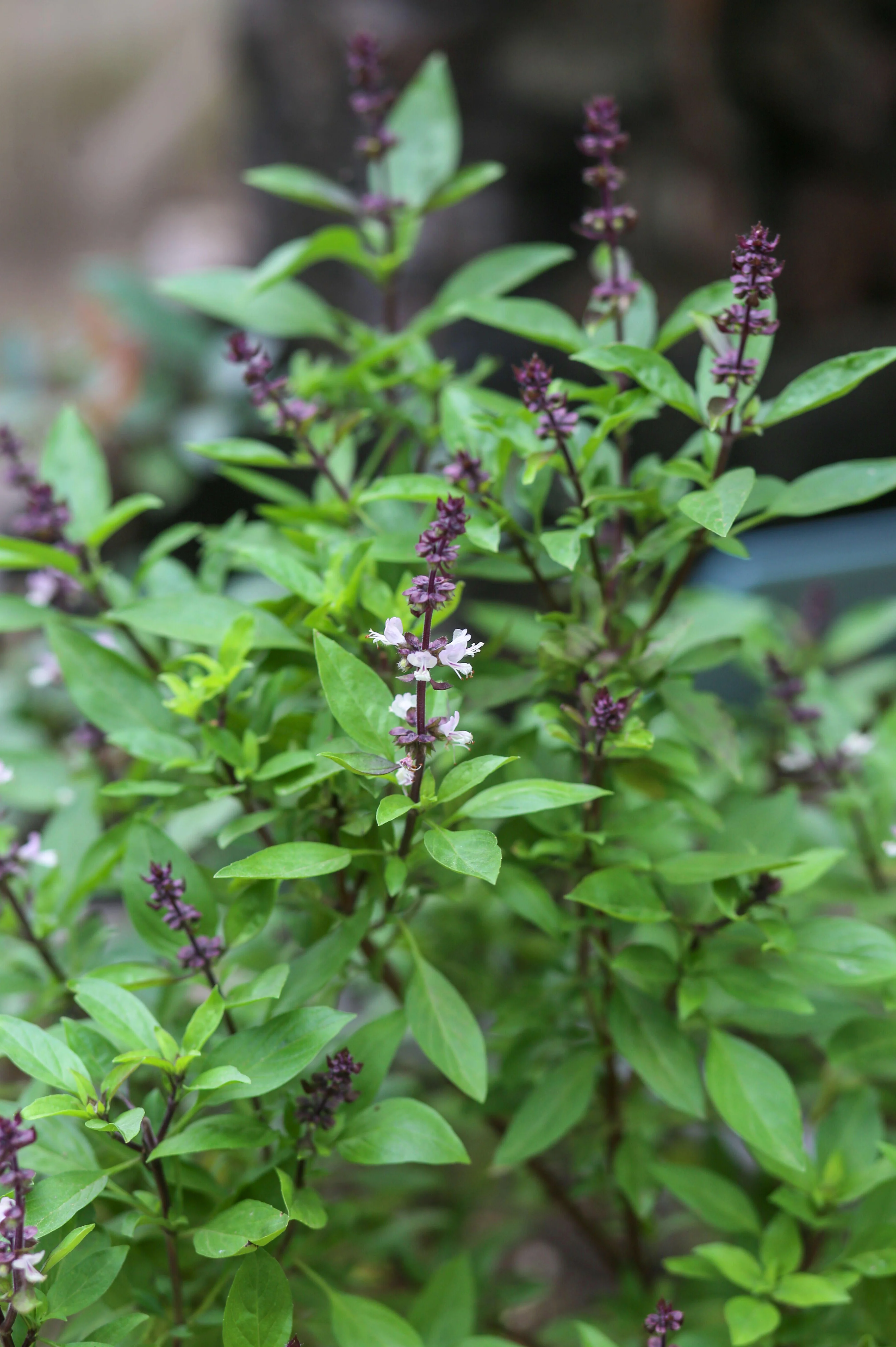 Thaise basilicum