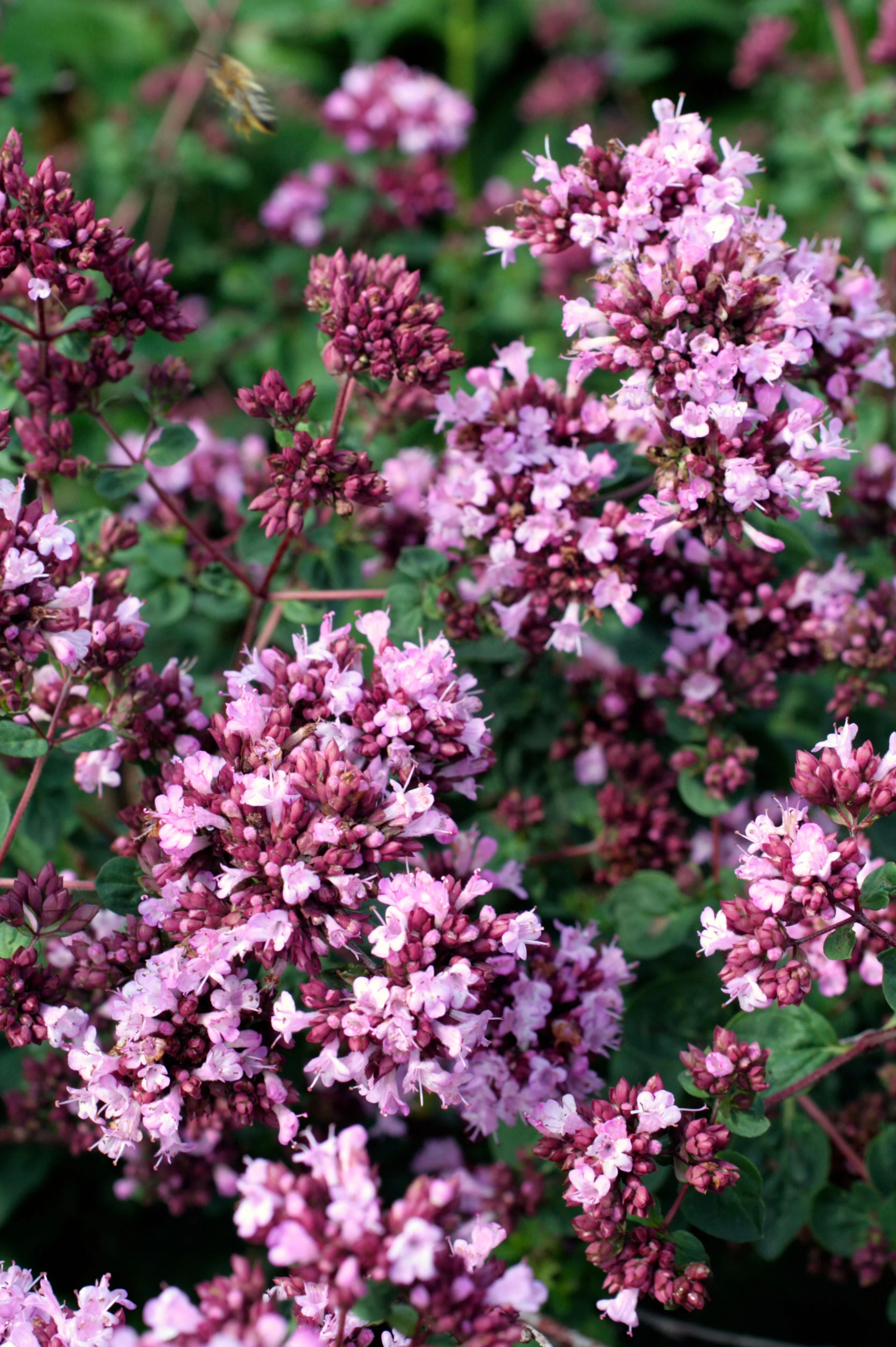 Origanum 'Rosenkuppel'