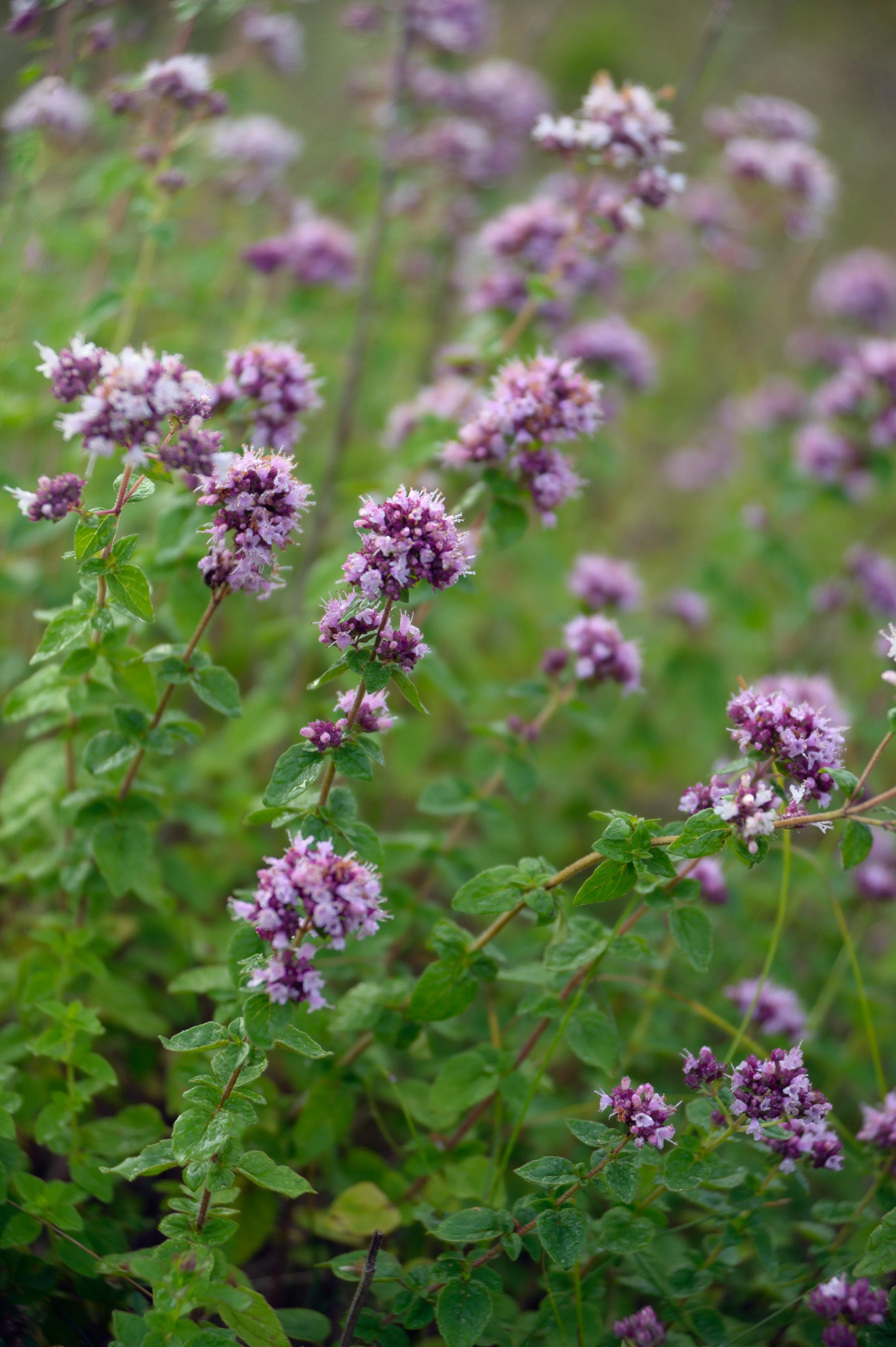 Wilde marjolein