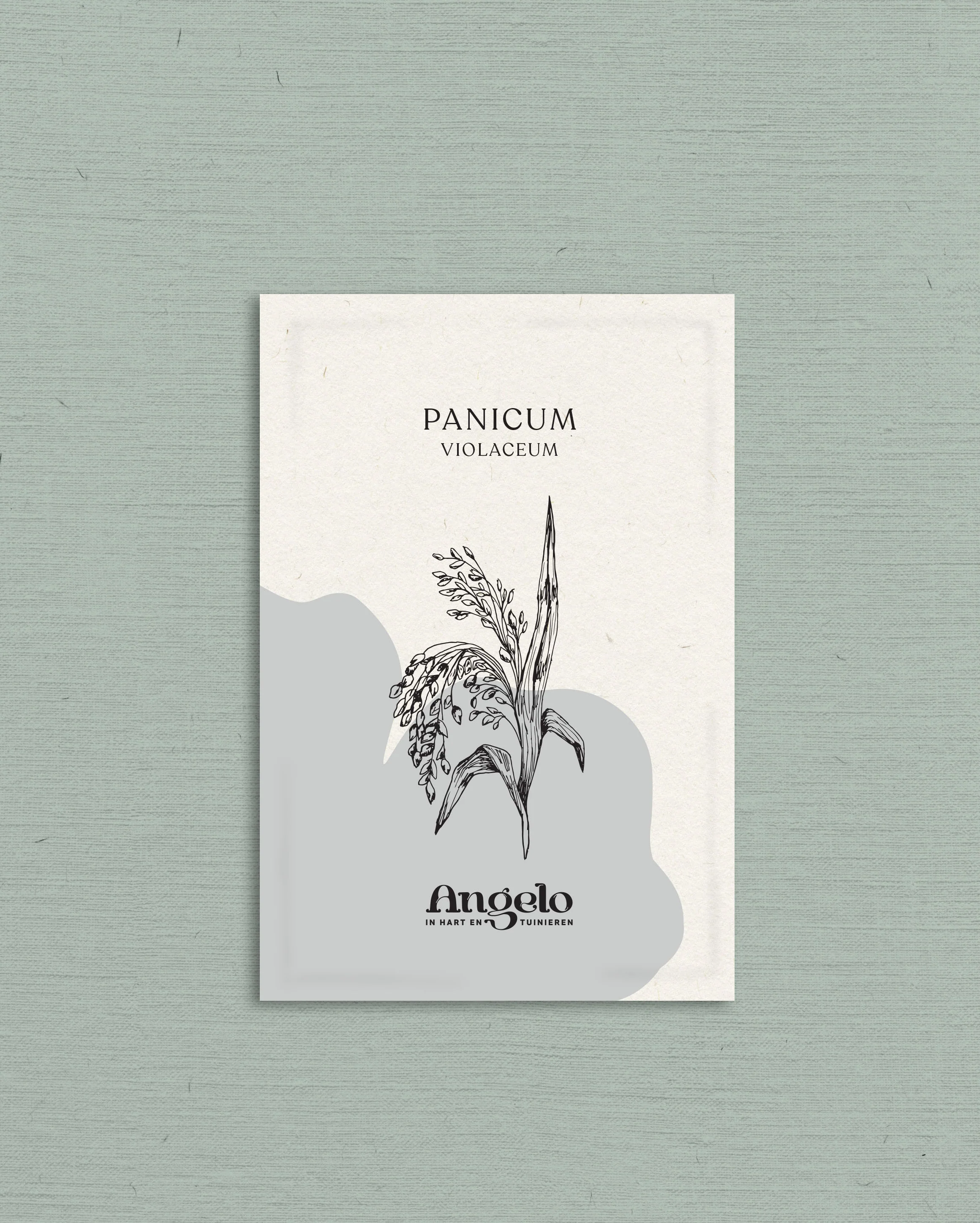 Panicum violaceum - Image 2