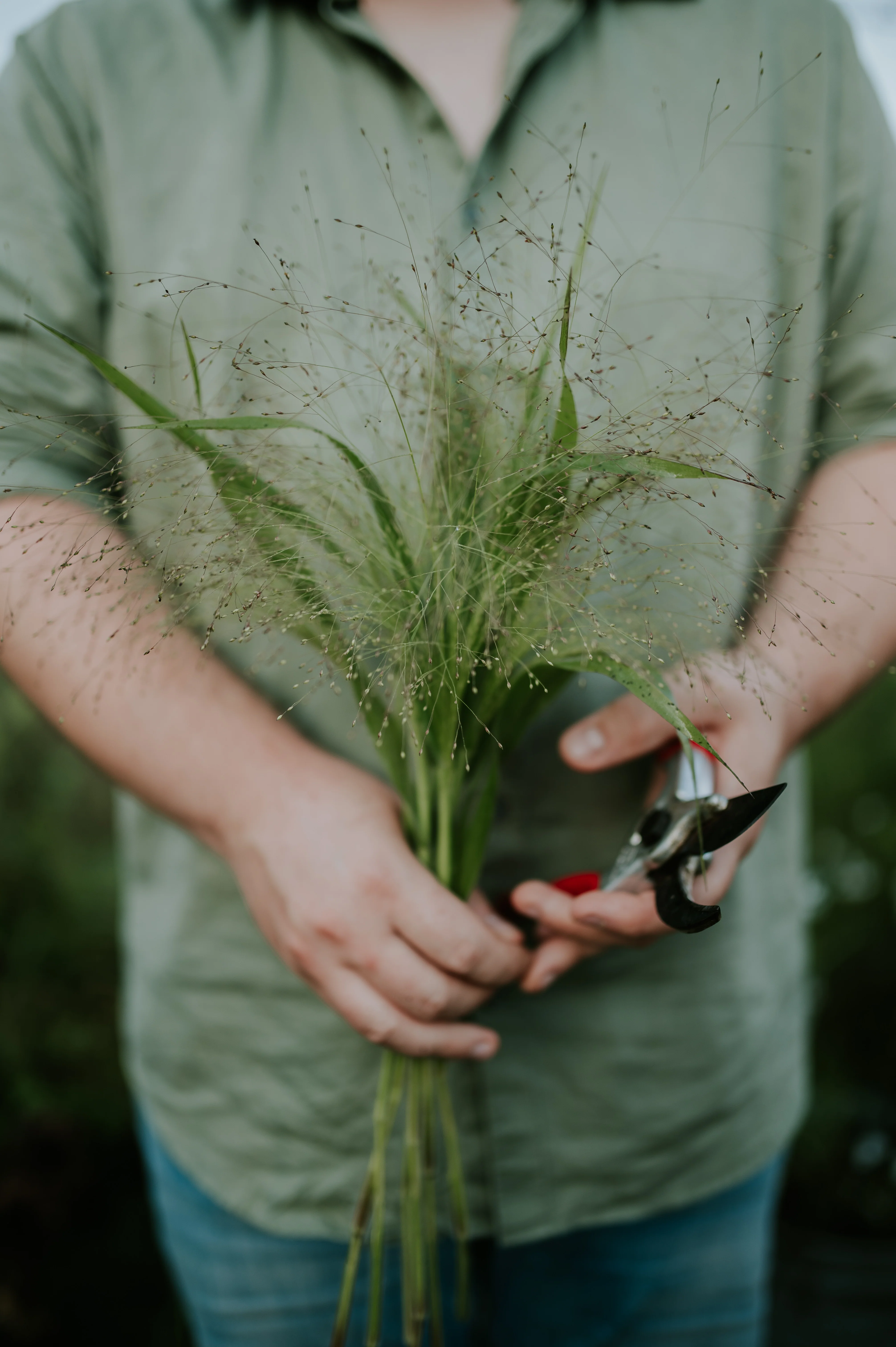 Panicum virgatum 'Fontaine'