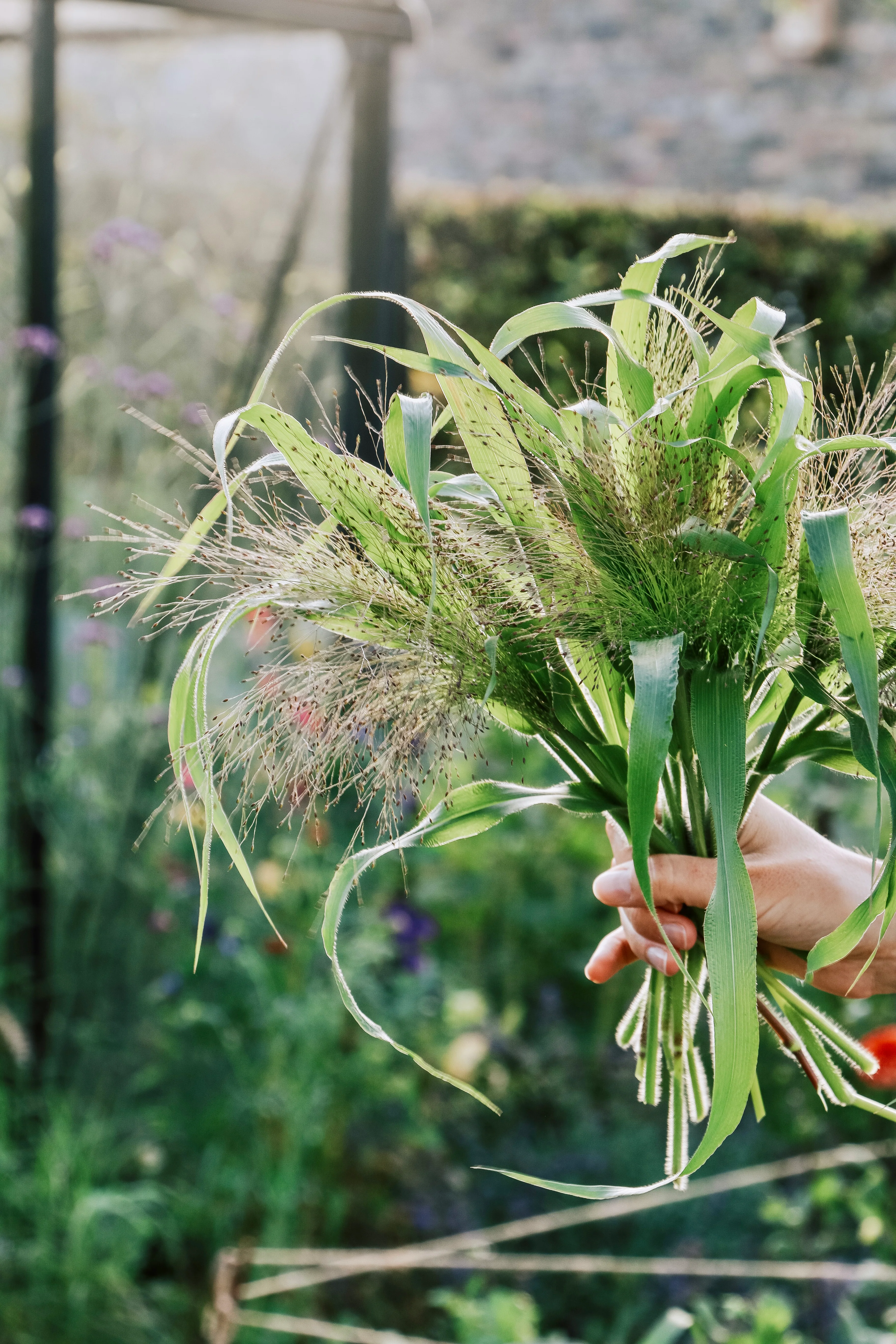Panicum virgatum 'Fontaine' - Image 3