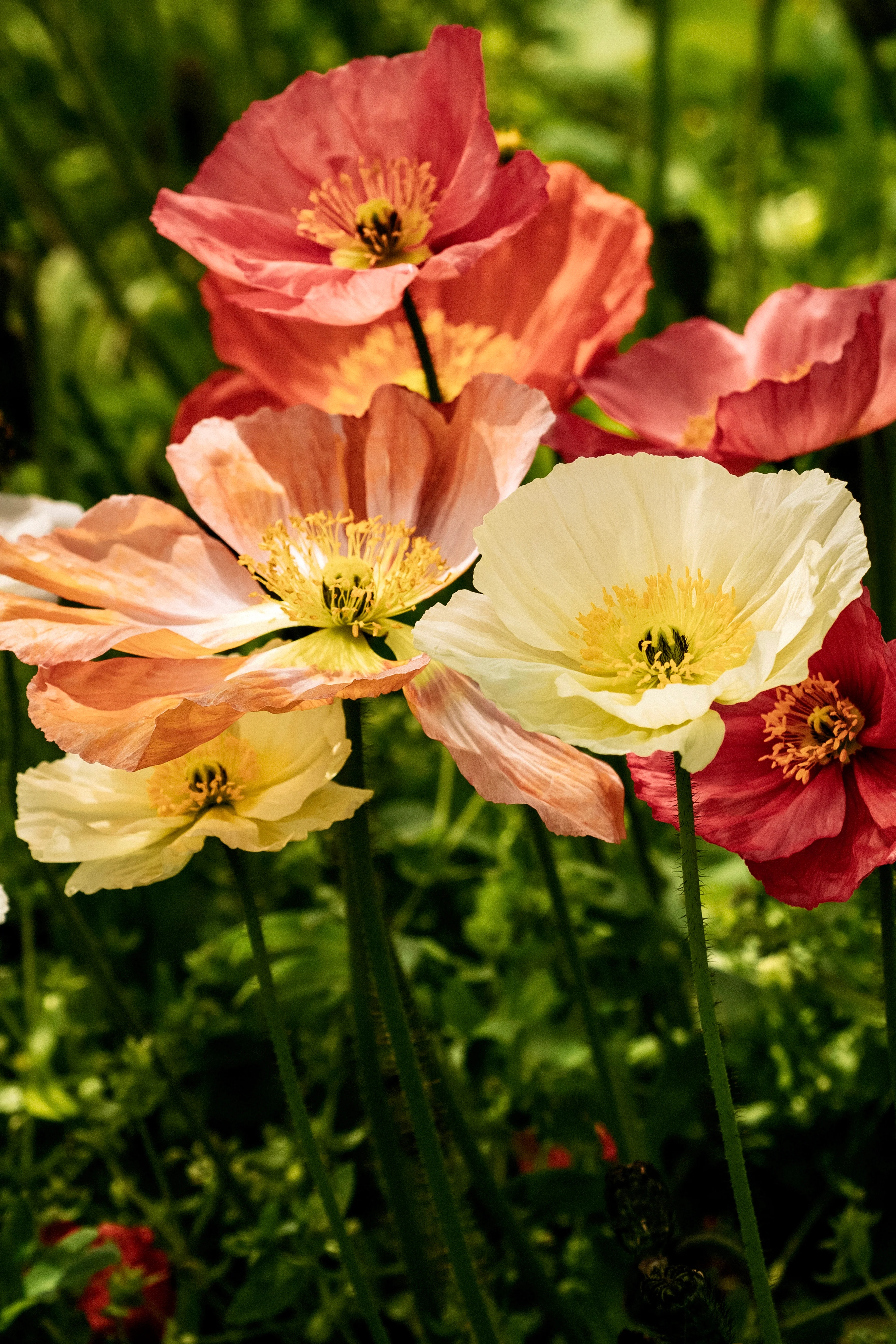Papaver nudicaule 'spring fever mix'