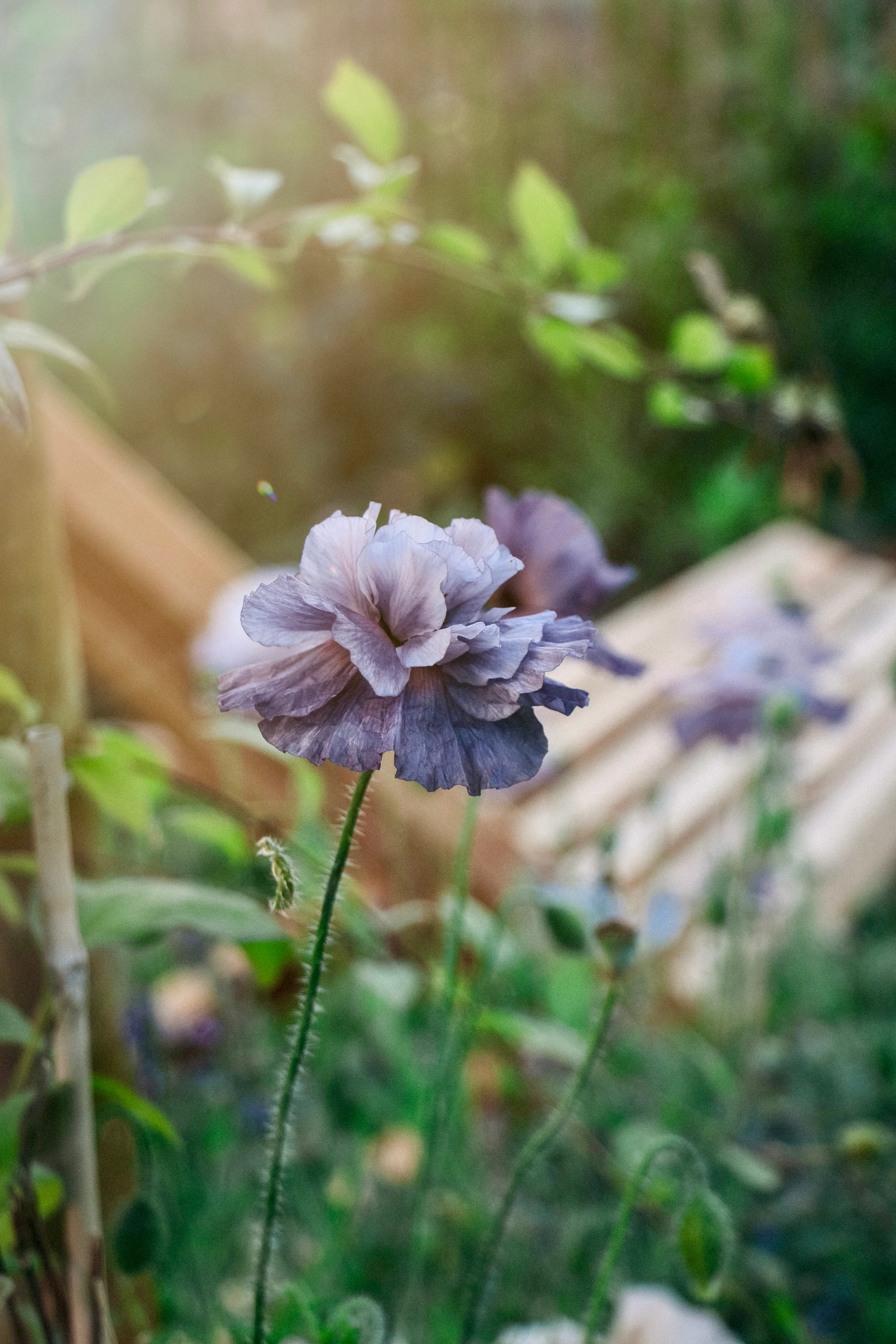 Papaver rhoeas 'Amazing Grey' - Image 3