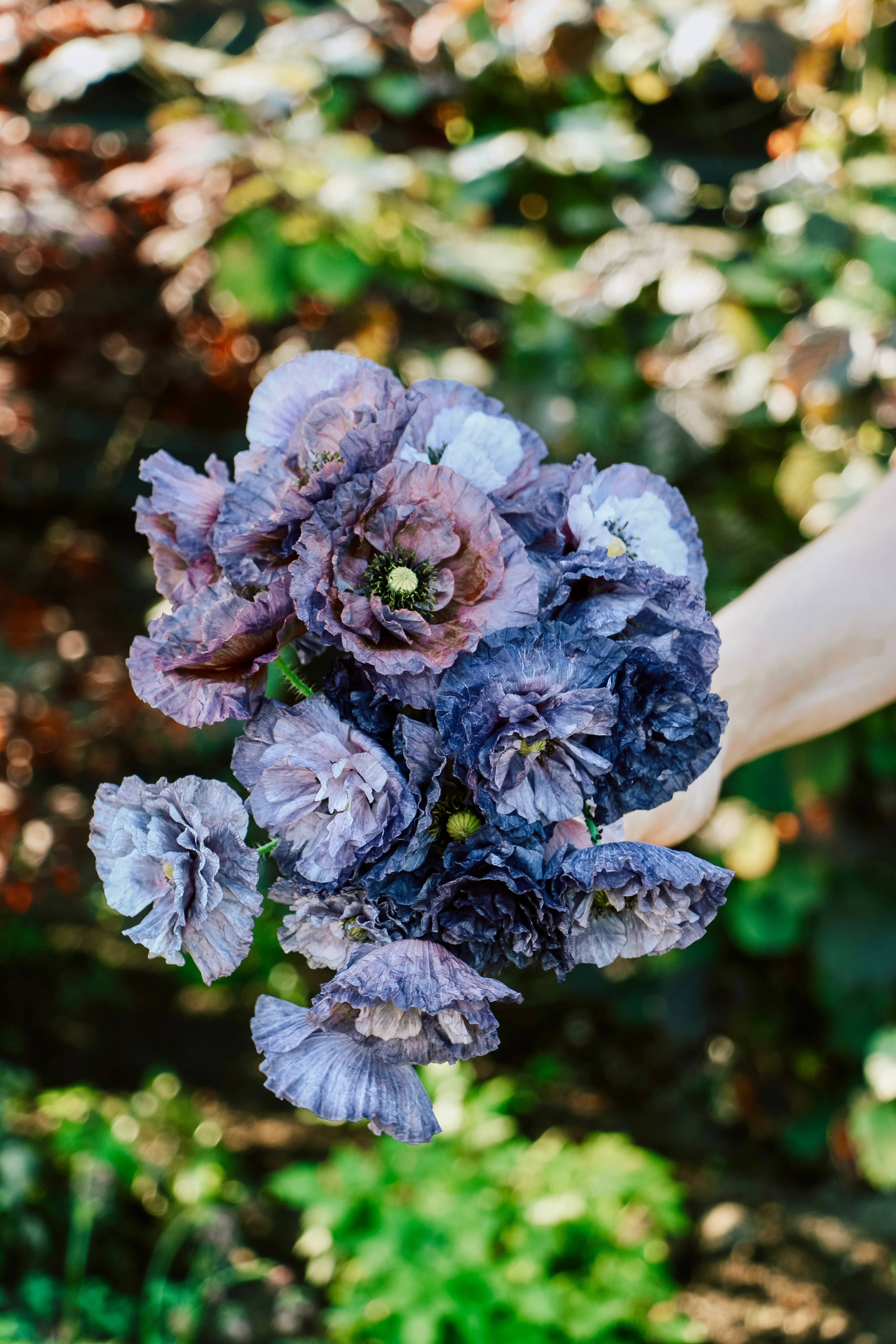Papaver rhoeas 'Amazing Grey' - Image 4