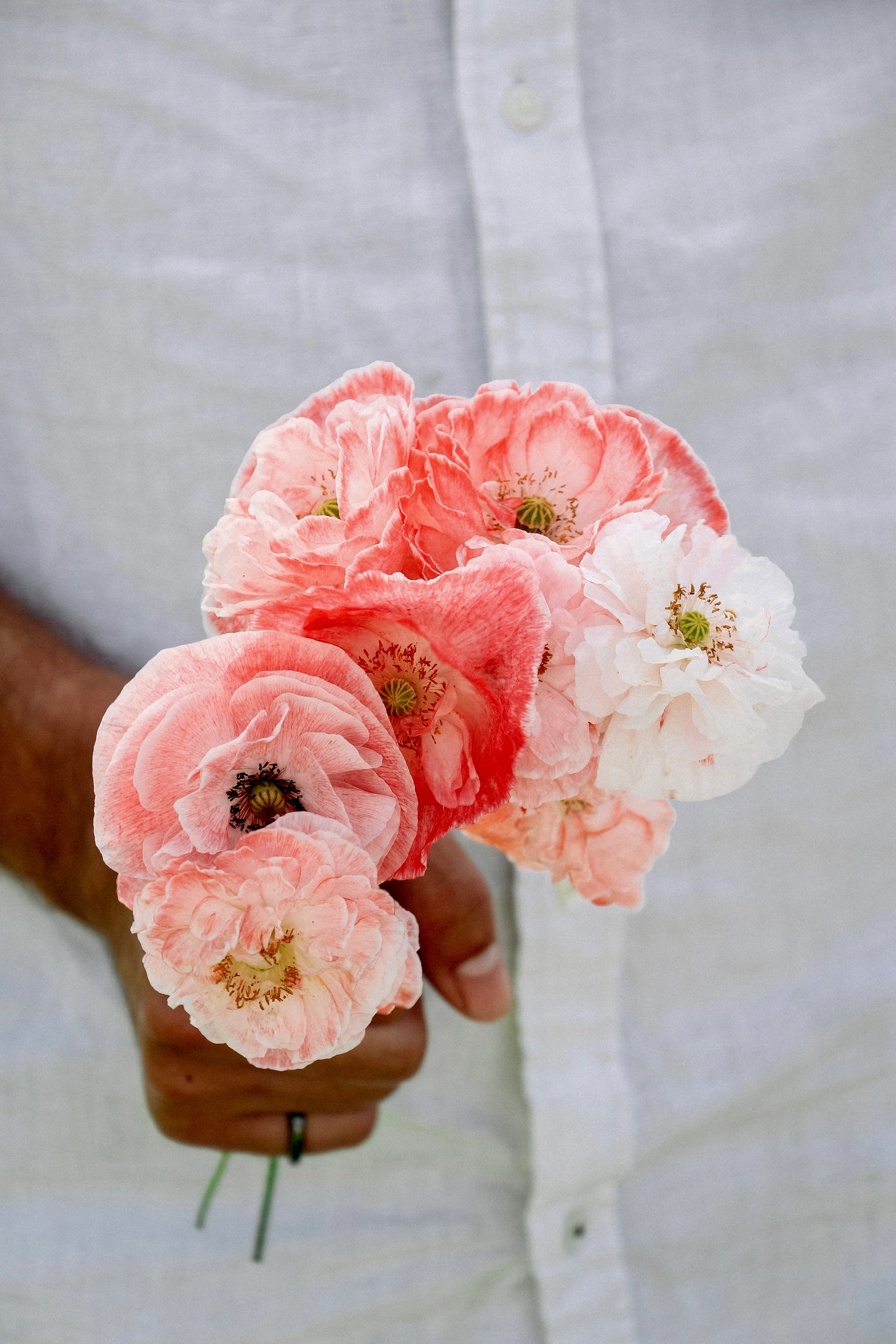 Papaver rhoeas 'falling in love' - Image 3