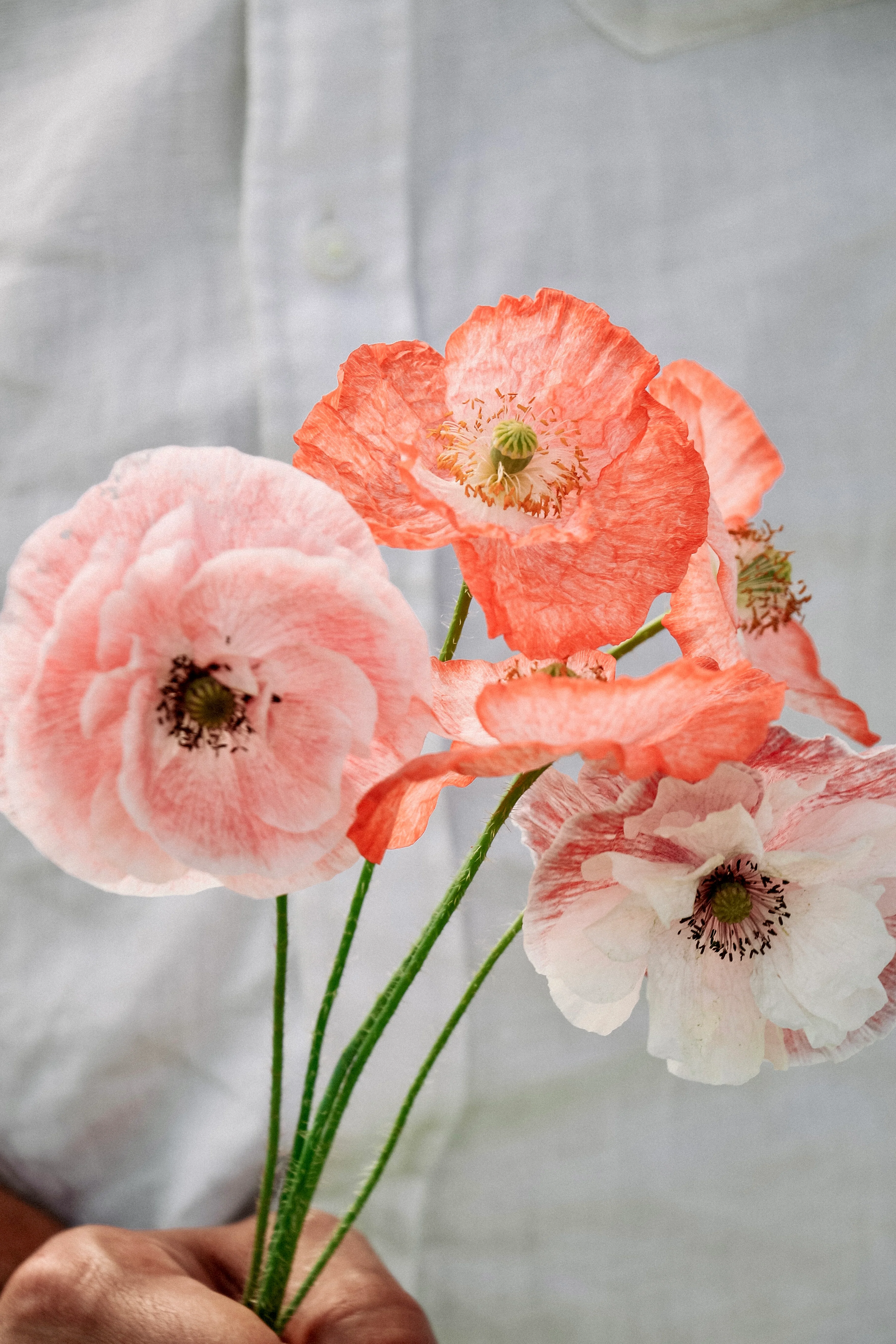 Papaver rhoeas 'mother of pearl'