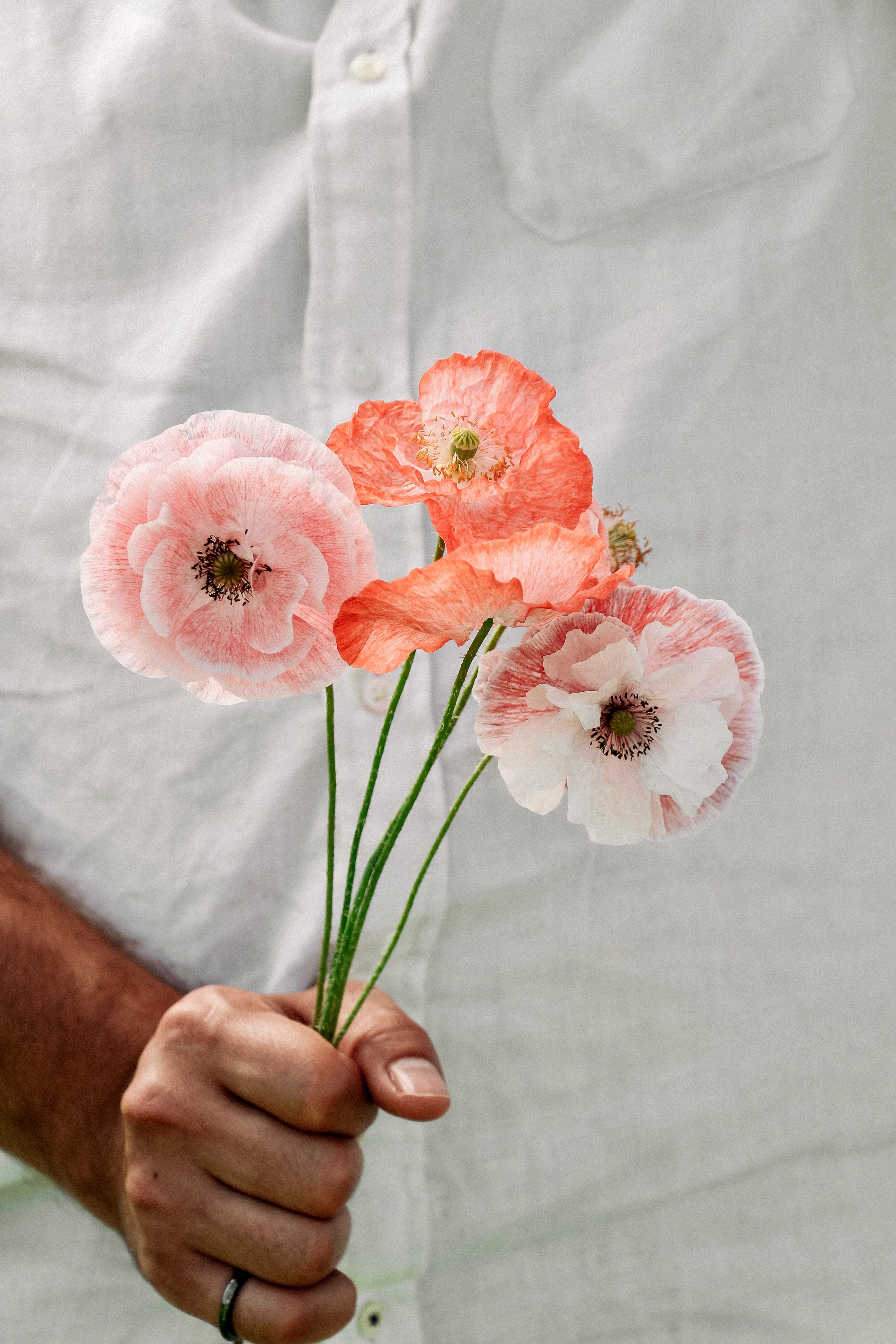 Papaver rhoeas 'mother of pearl' - Image 3