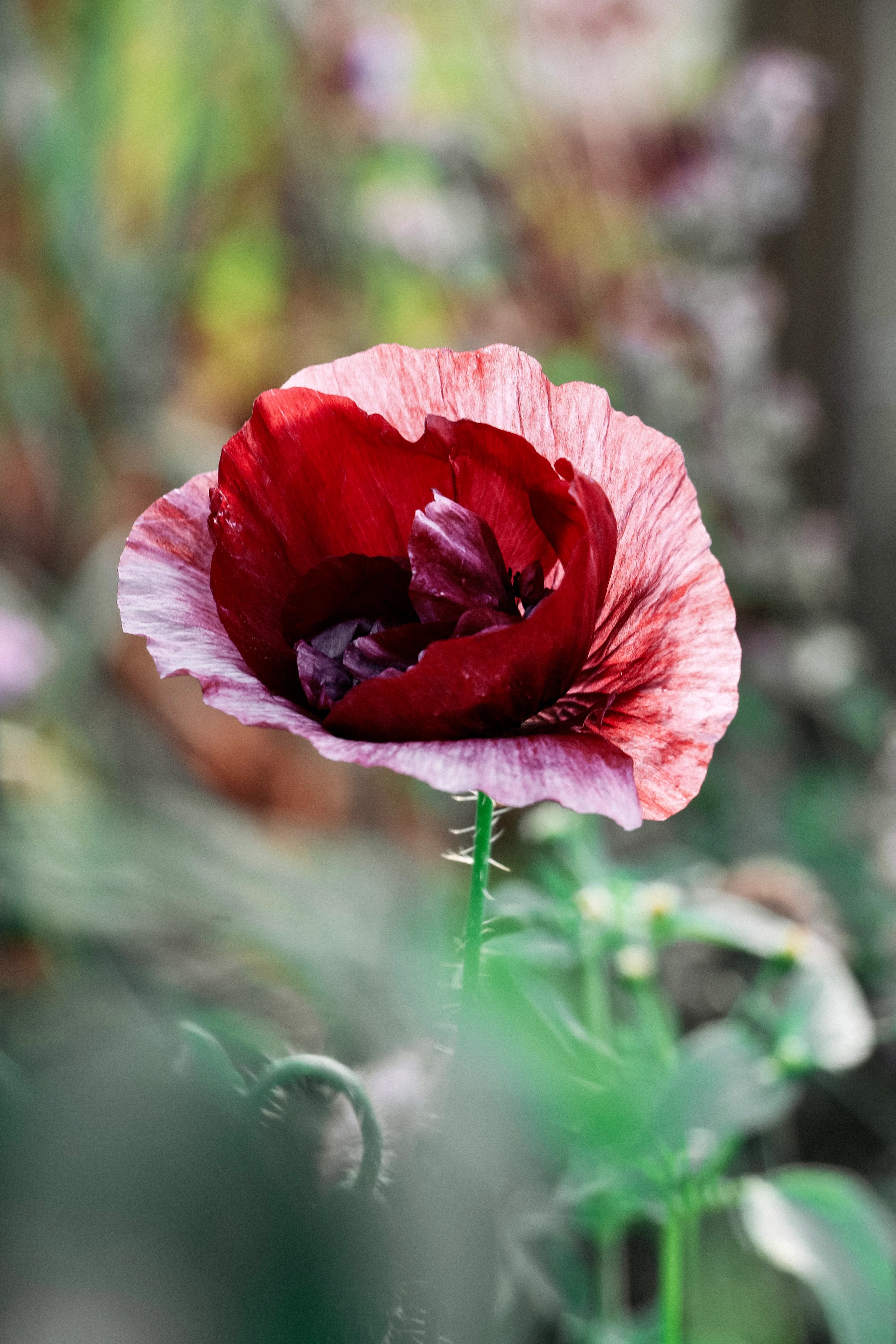 Papaver rhoeas 'Pandora'