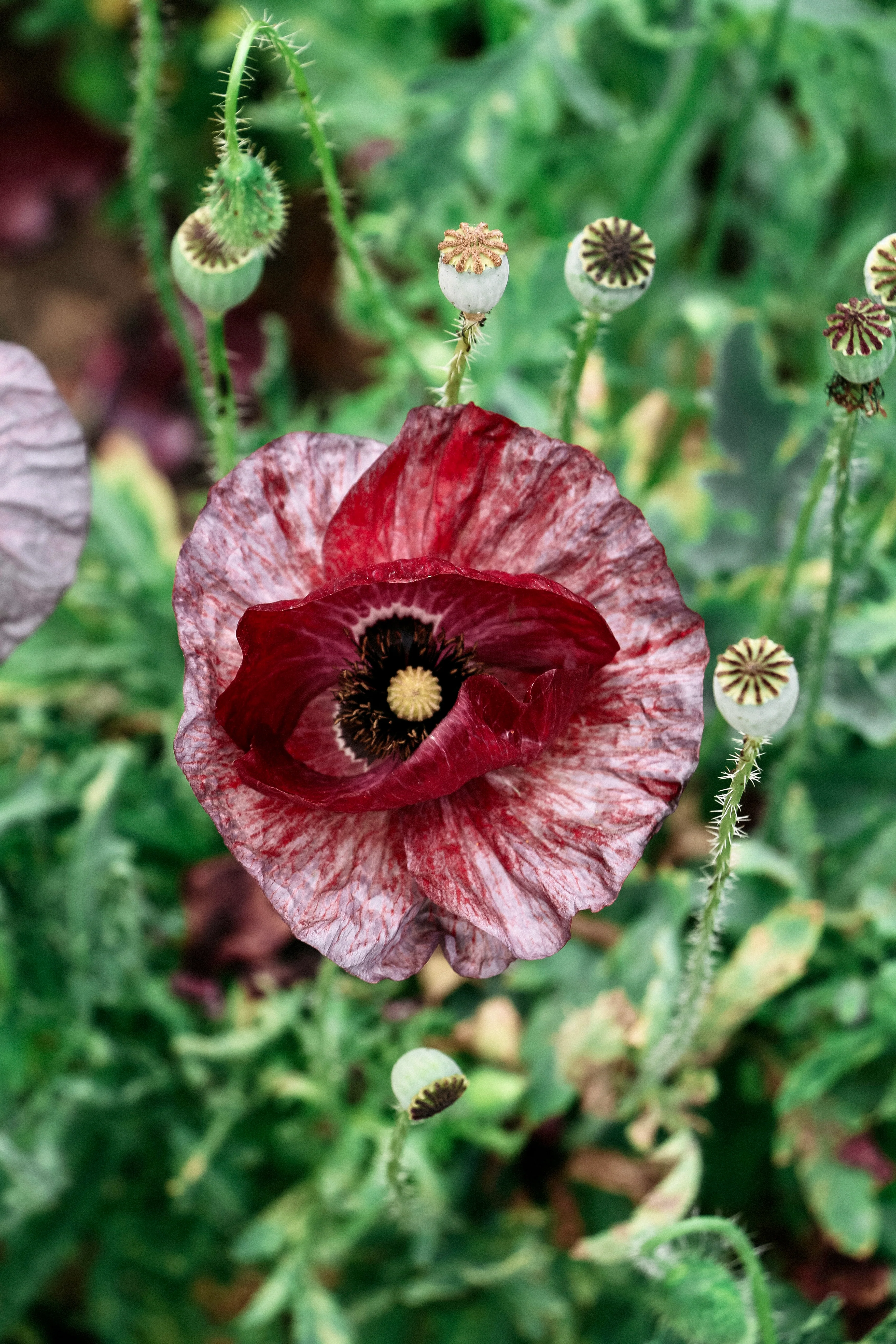 Papaver rhoeas 'Pandora' - Image 3