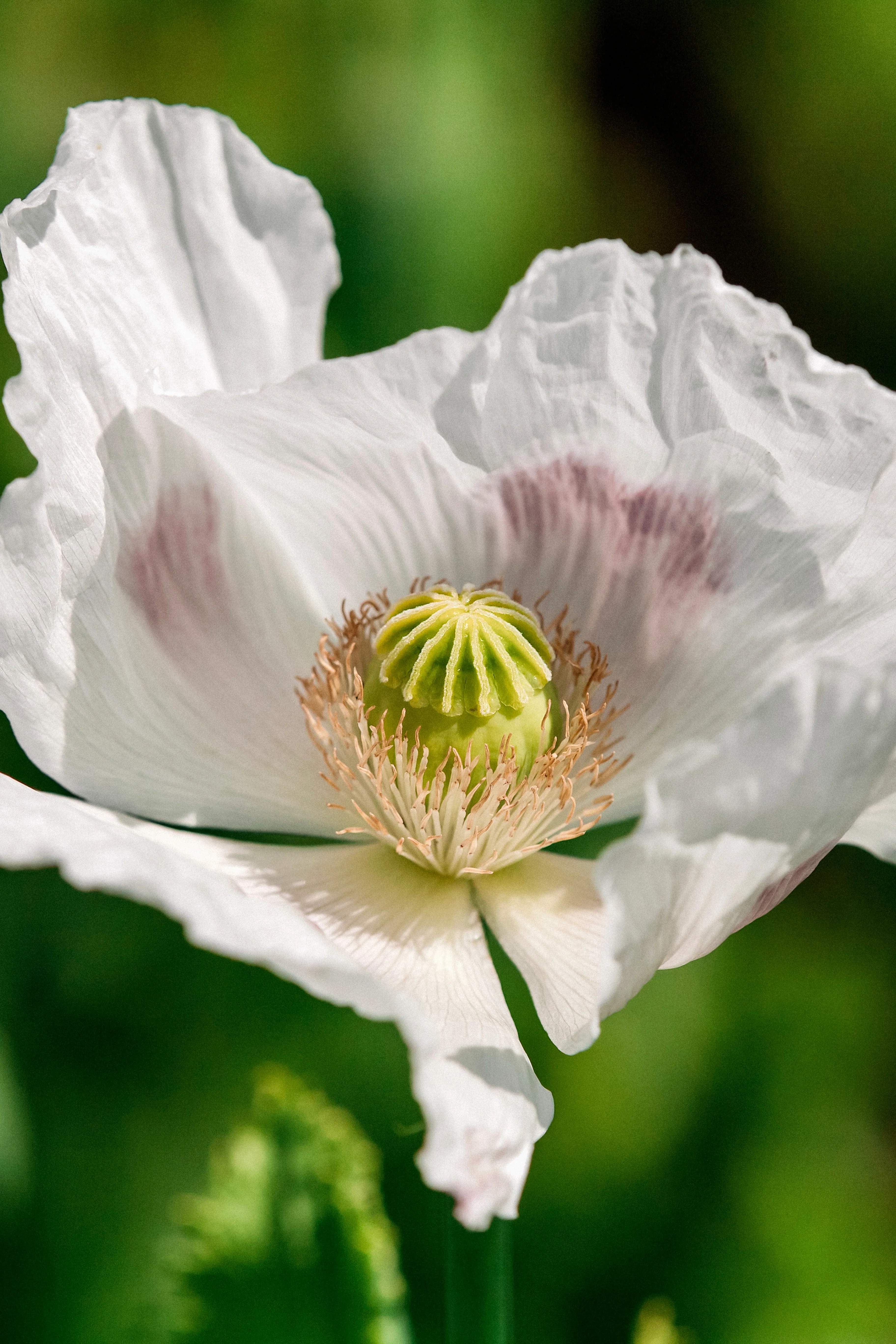Papaver somniferum 'bread seed poppy' - Image 3