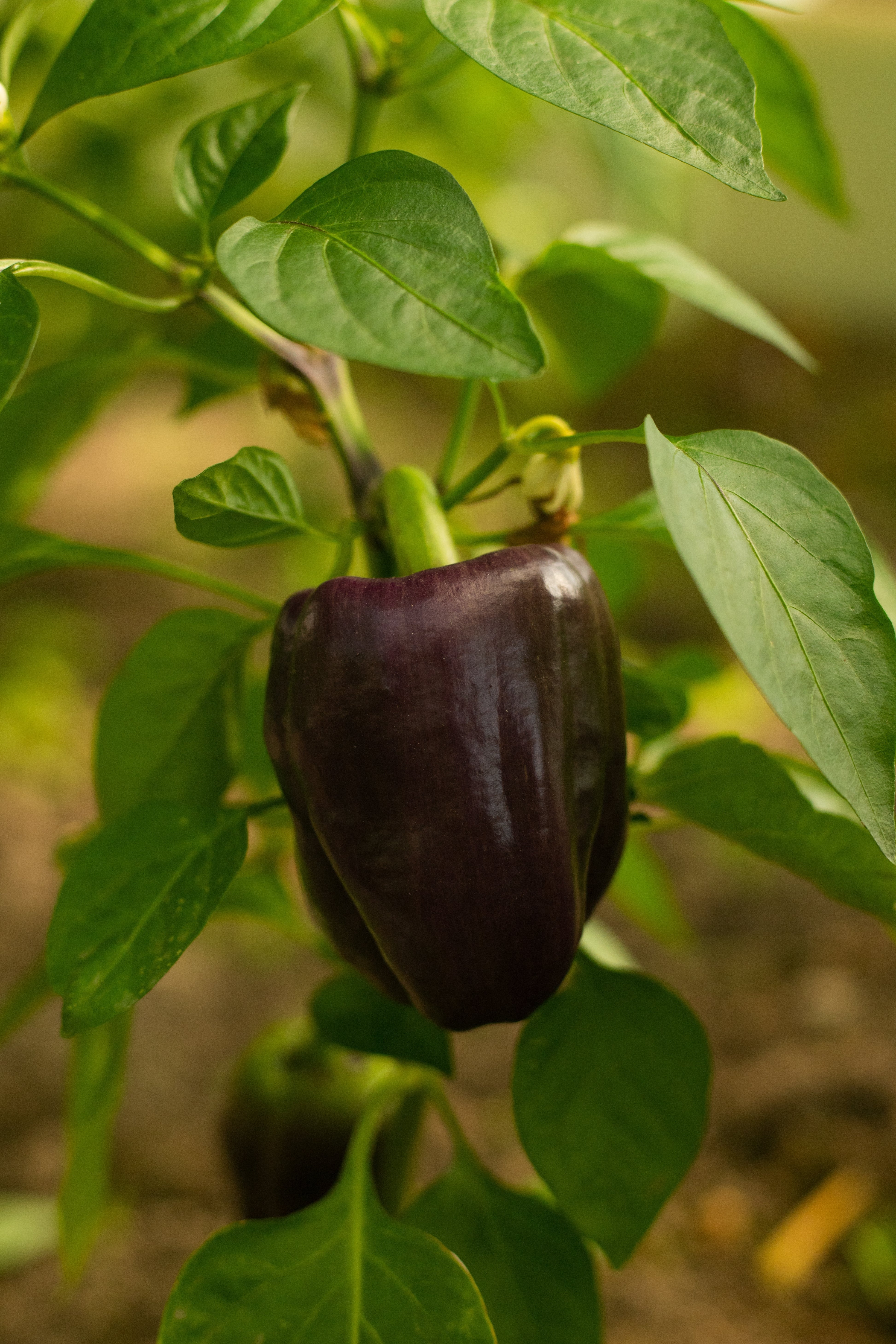 Paprika 'Chocobell'