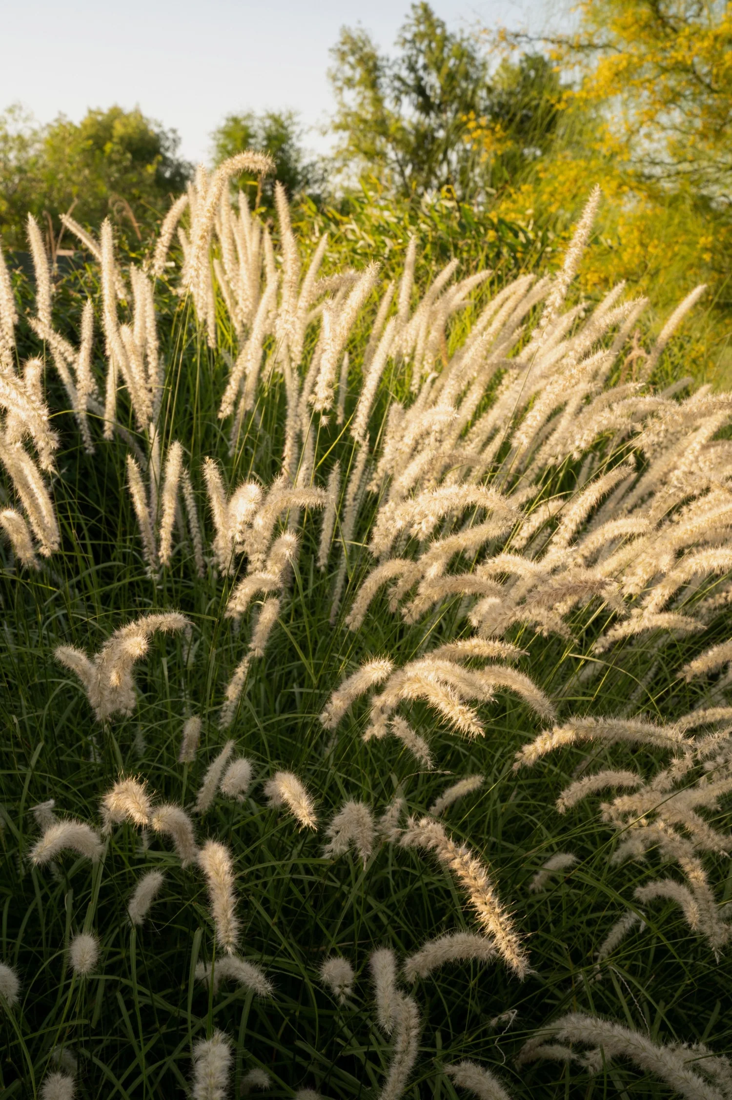 Pennisetum orientale