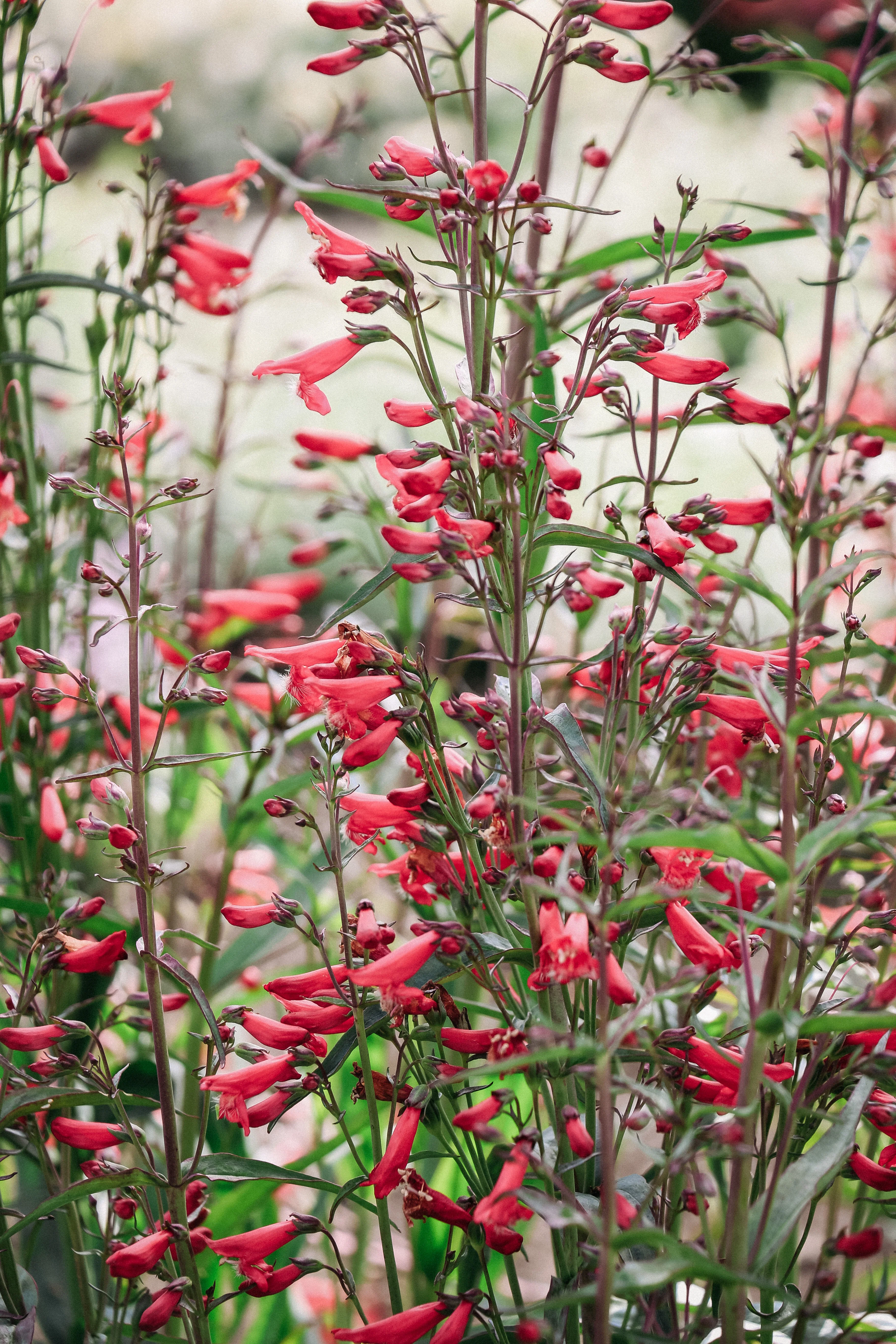 Penstemon barbatus 'Twizzle Coral' - Image 3