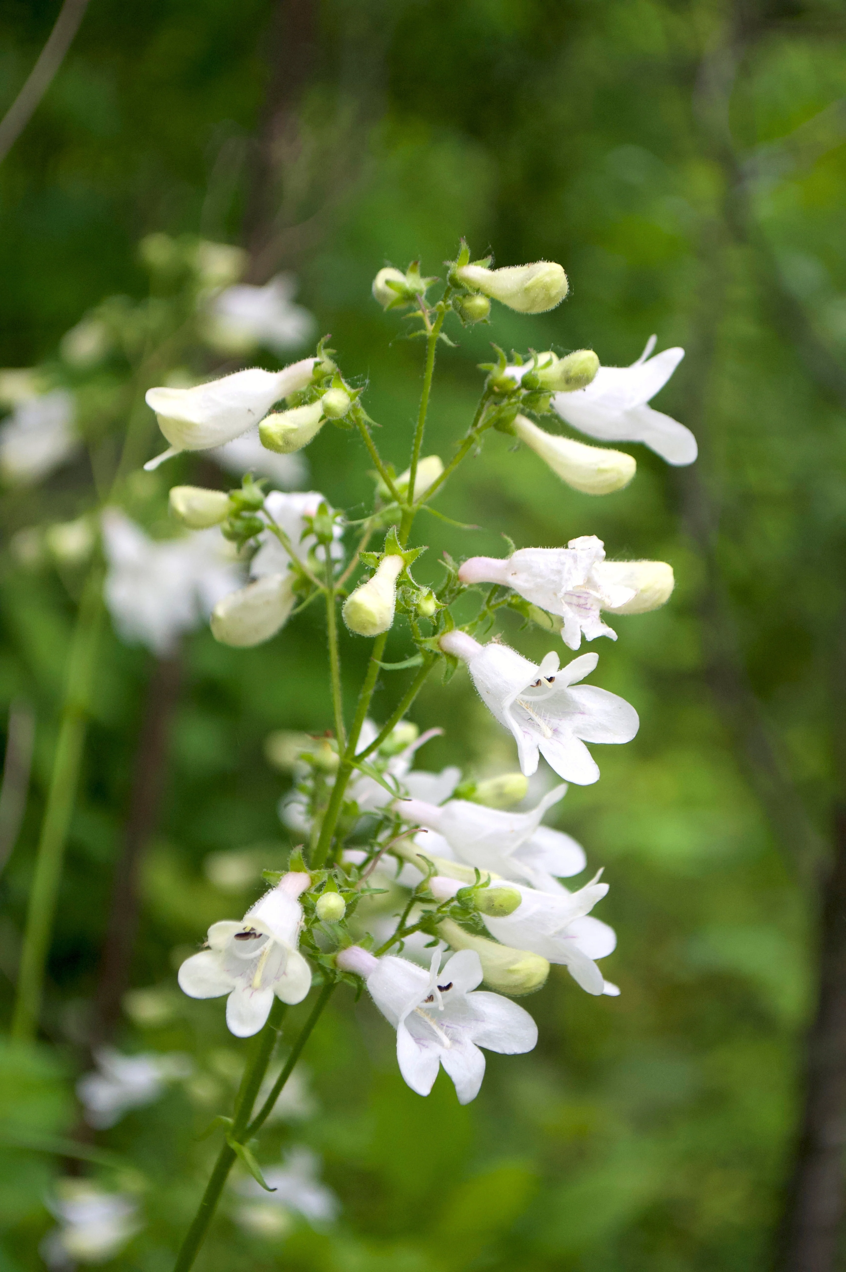 Penstemon hybride 'White Bedder'