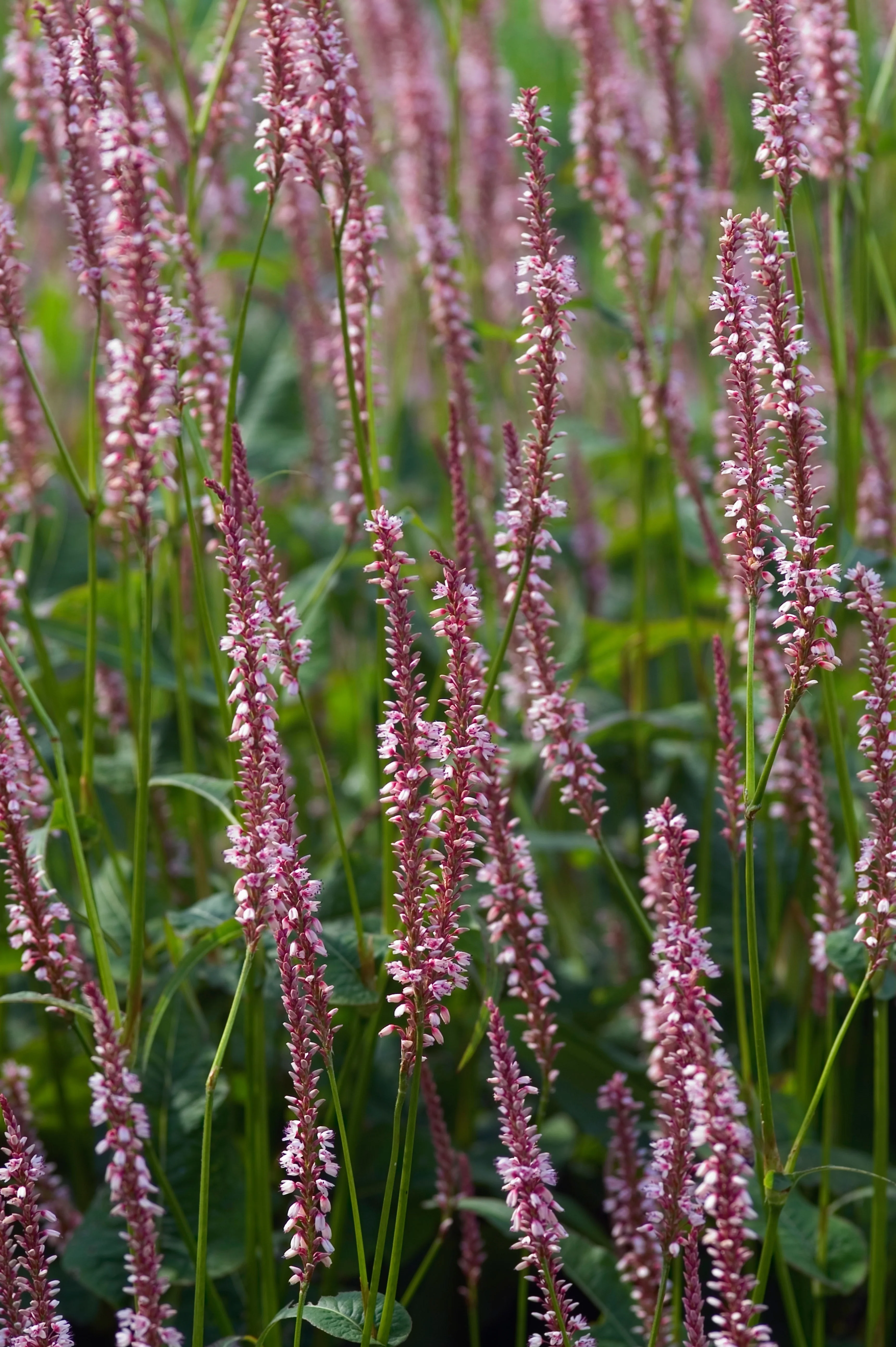 Persicaria amplexicaulis 'Rosea'
