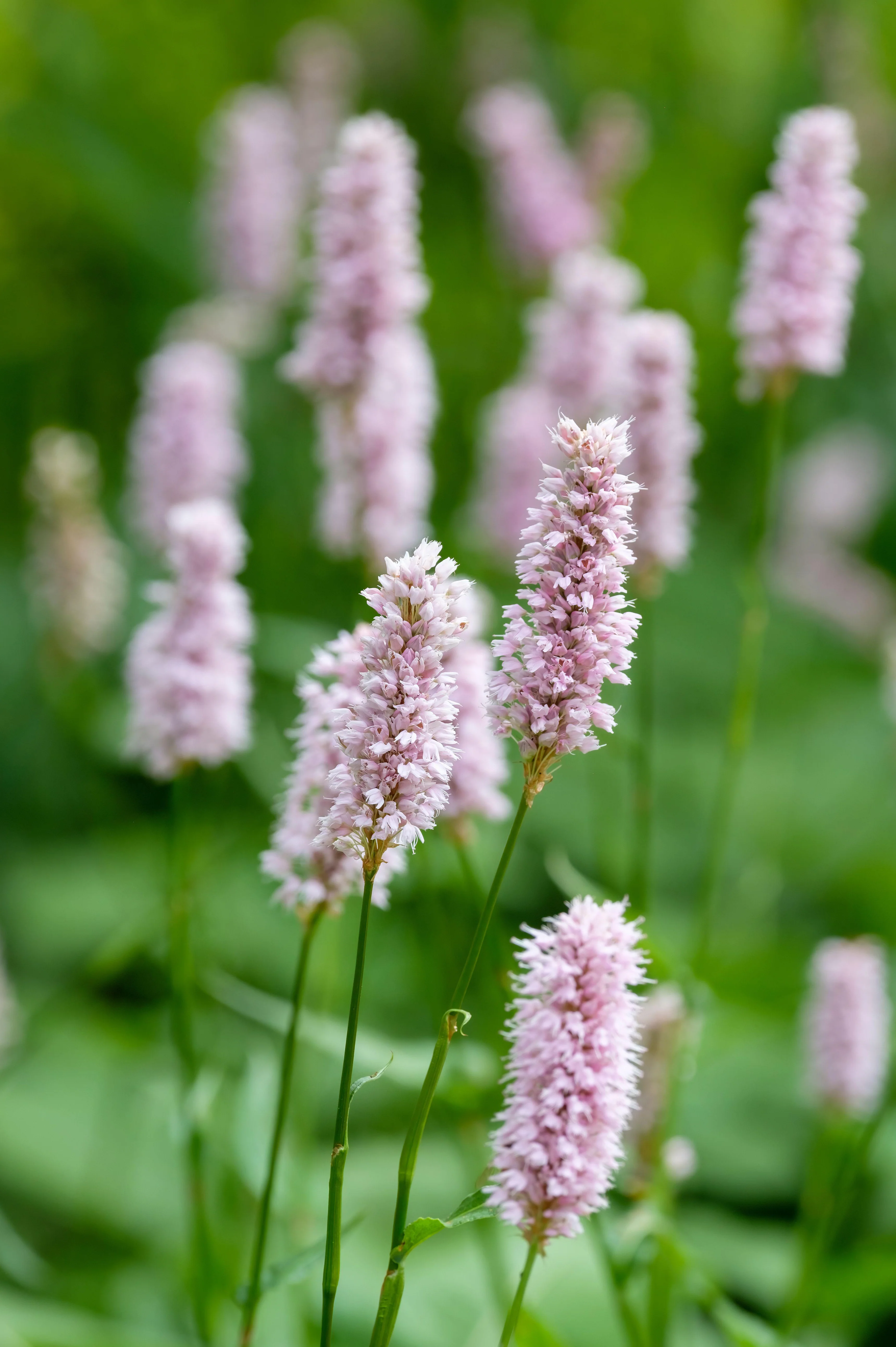 Persicaria bistorta 'Superba'